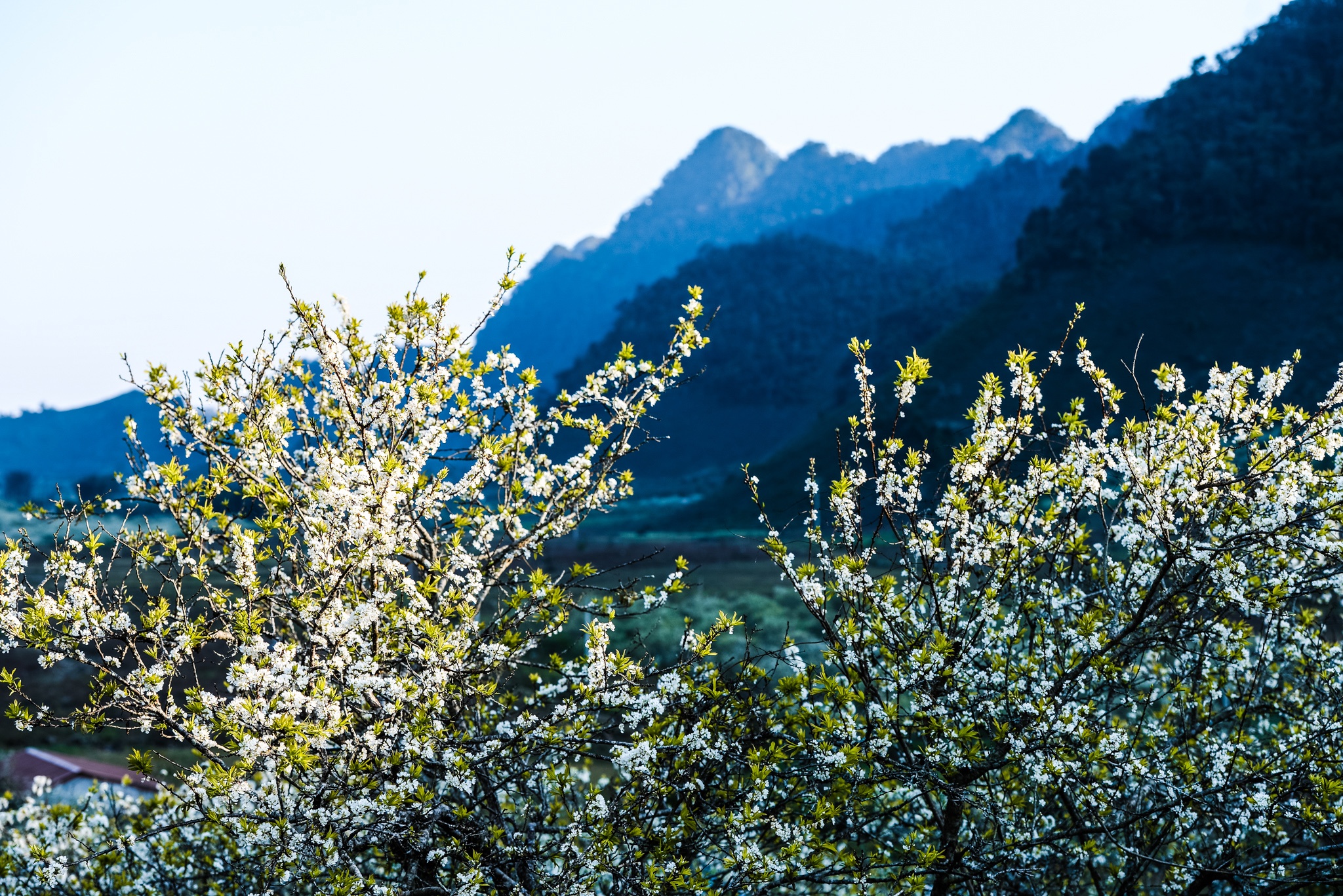 hoa xuan moi mien To quoc anh 32