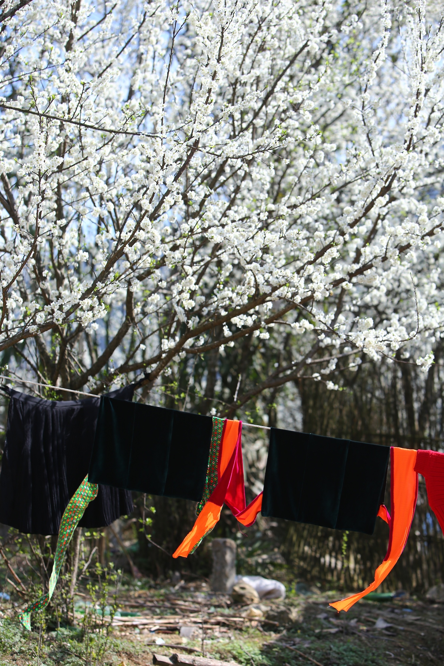 hoa xuan moi mien To quoc anh 11