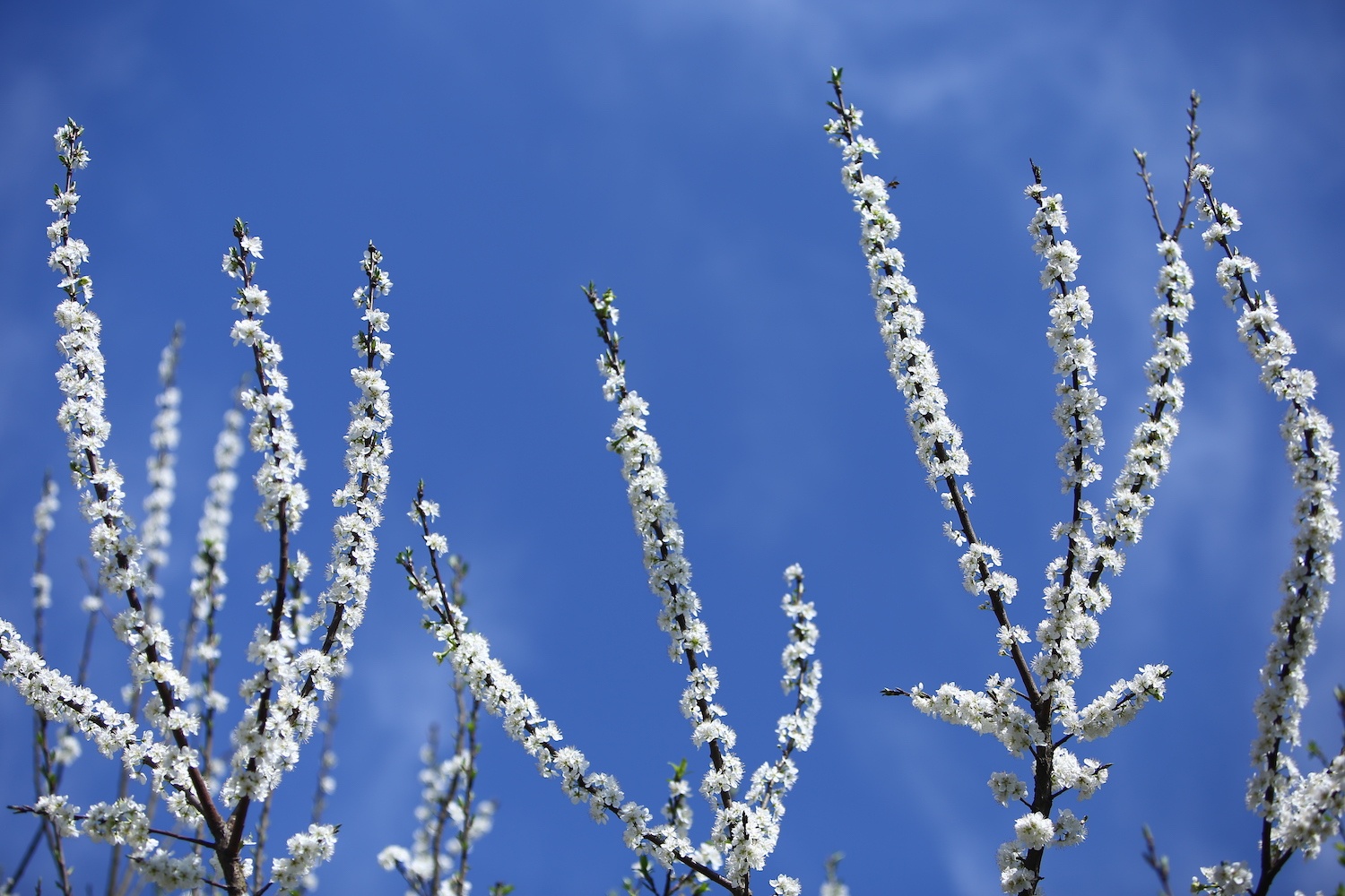 hoa xuan moi mien To quoc anh 12