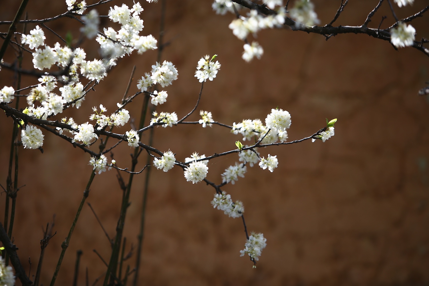 hoa xuan moi mien To quoc anh 13