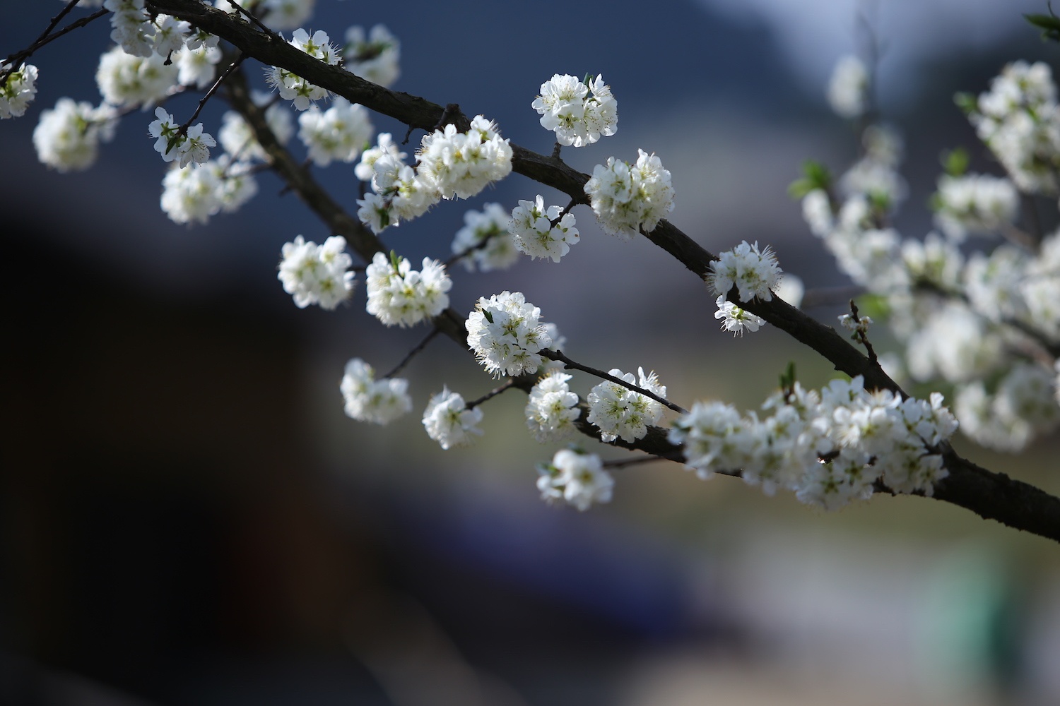 hoa xuan moi mien To quoc anh 14