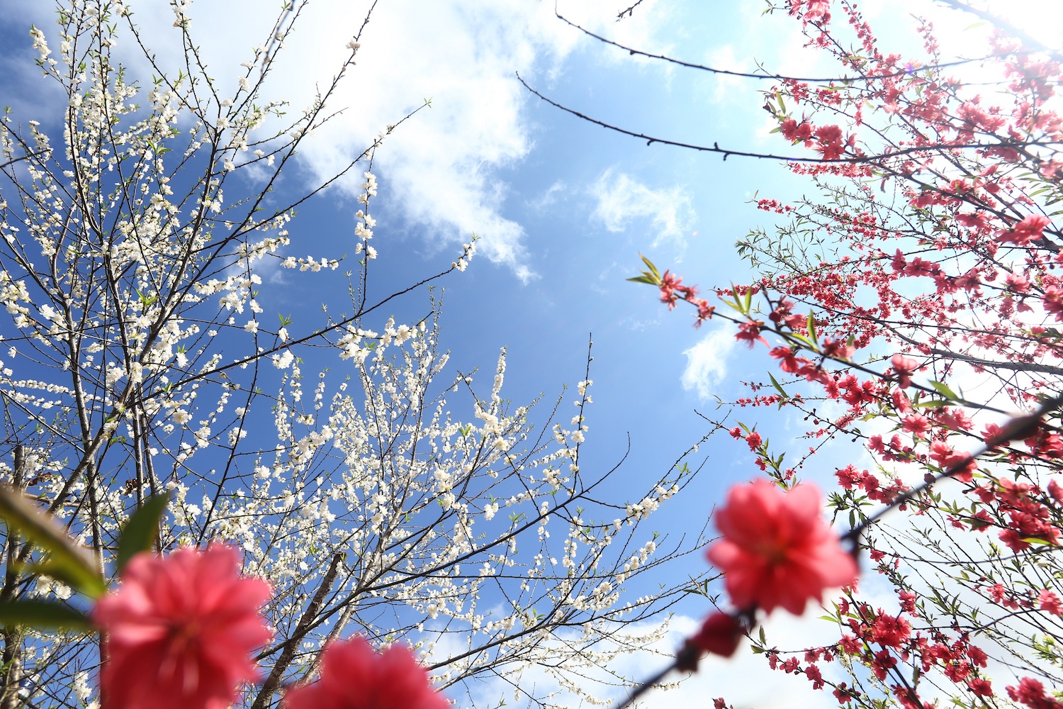 hoa xuan moi mien To quoc anh 2