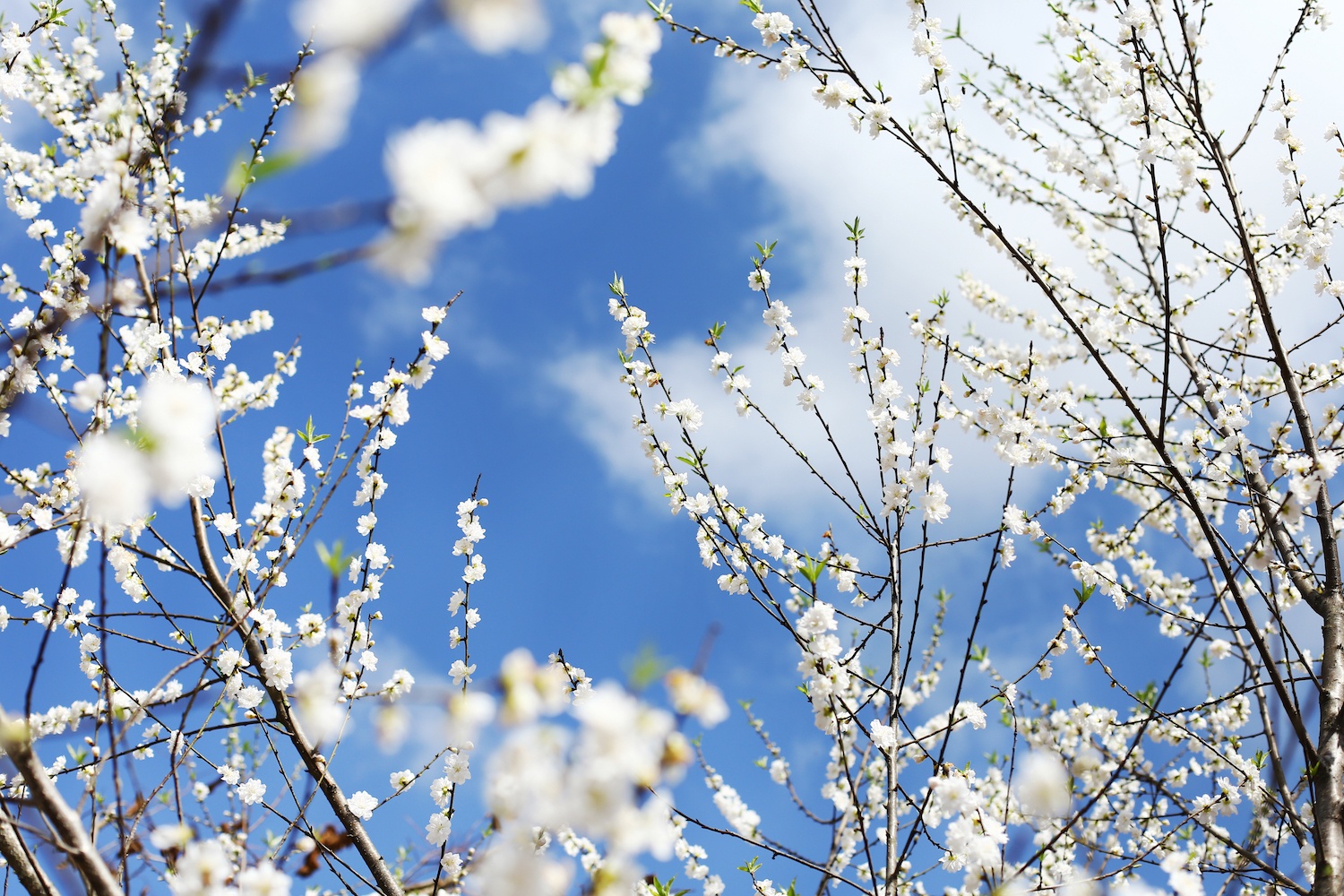 hoa xuan moi mien To quoc anh 3