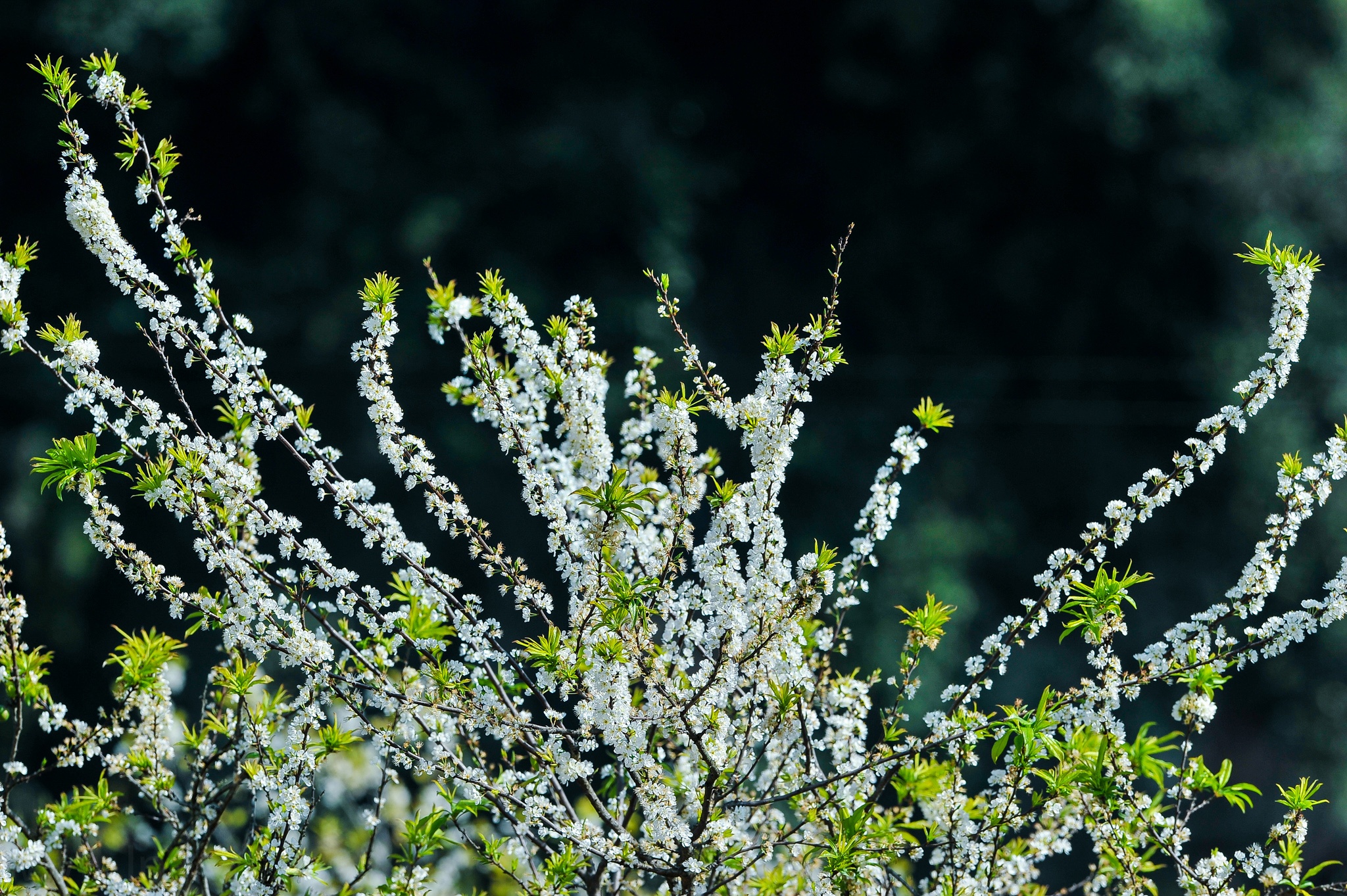 hoa xuan moi mien To quoc anh 33