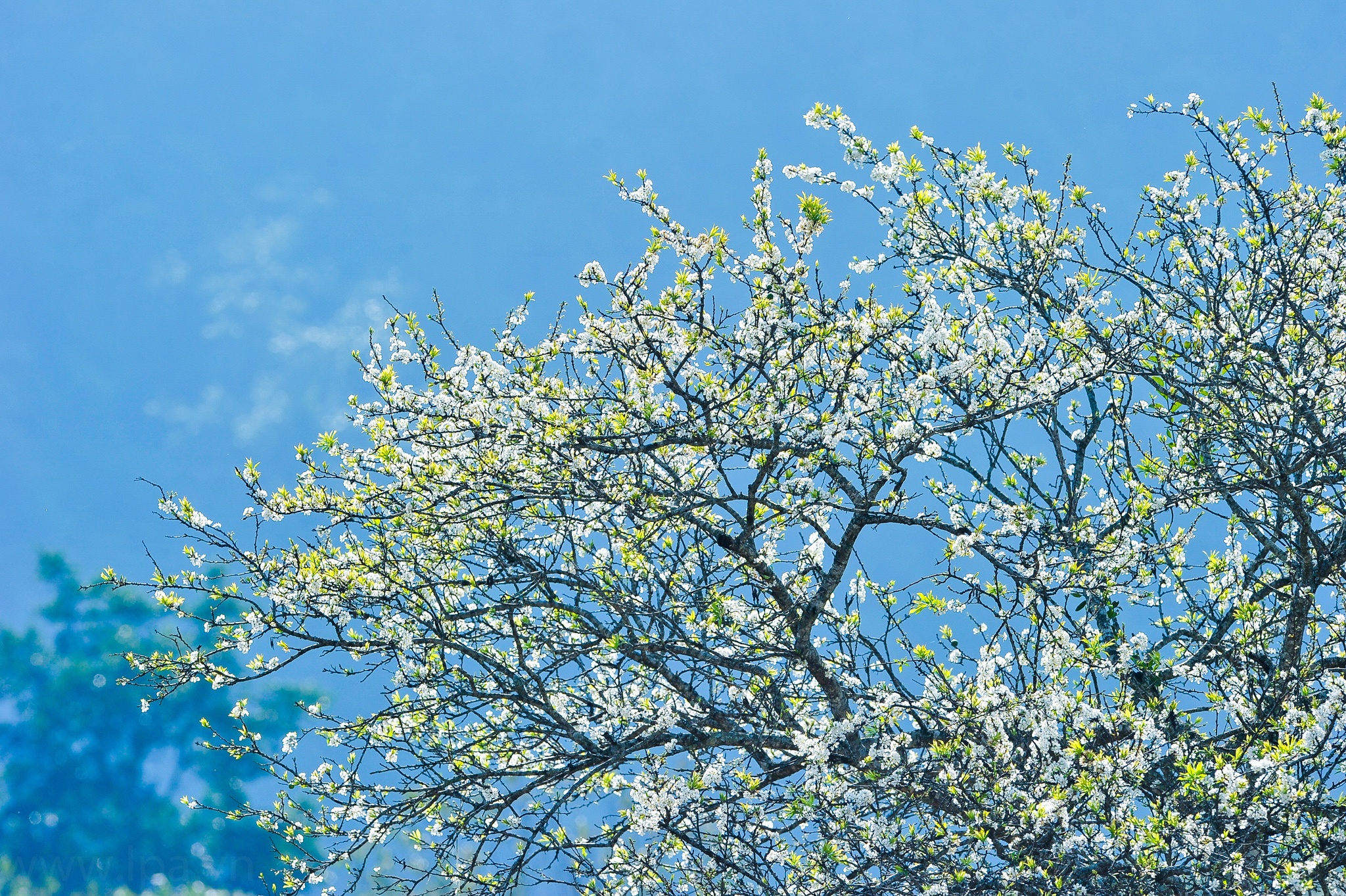 hoa xuan moi mien To quoc anh 34