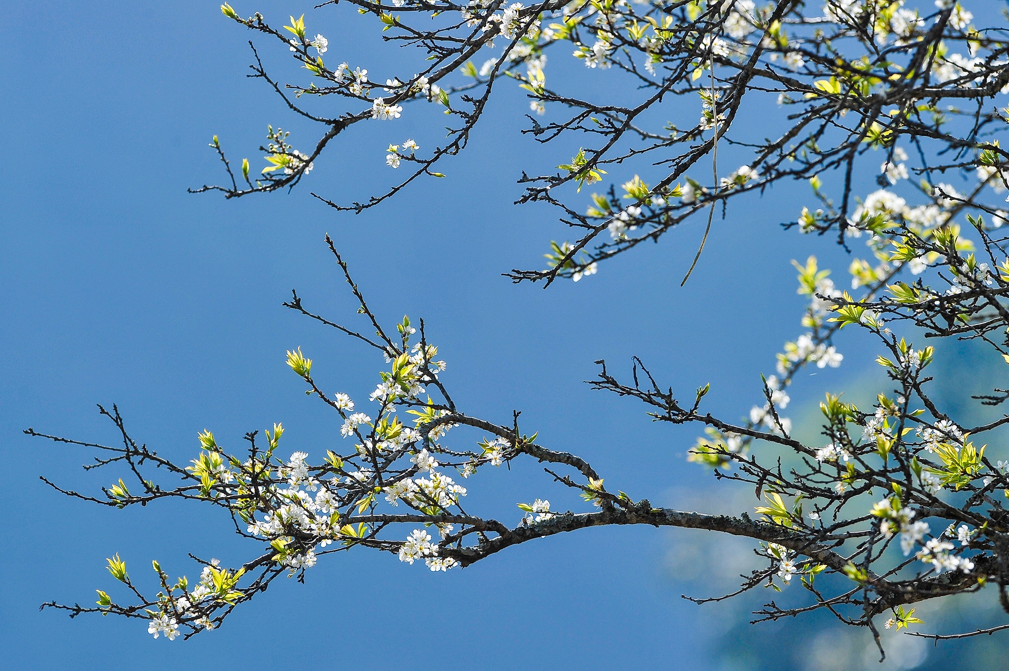 hoa xuan moi mien To quoc anh 35