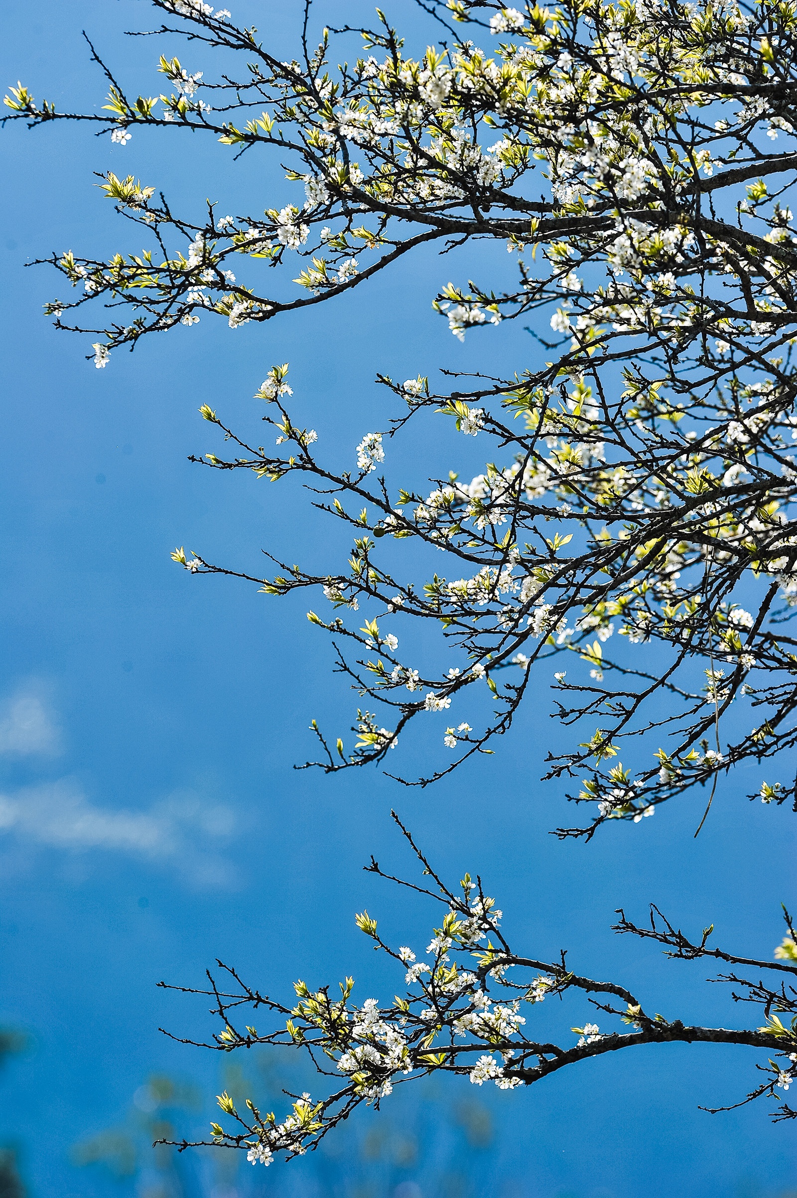 hoa xuan moi mien To quoc anh 36