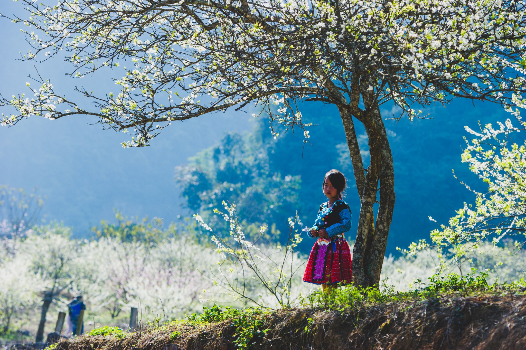 hoa xuan moi mien To quoc anh 45