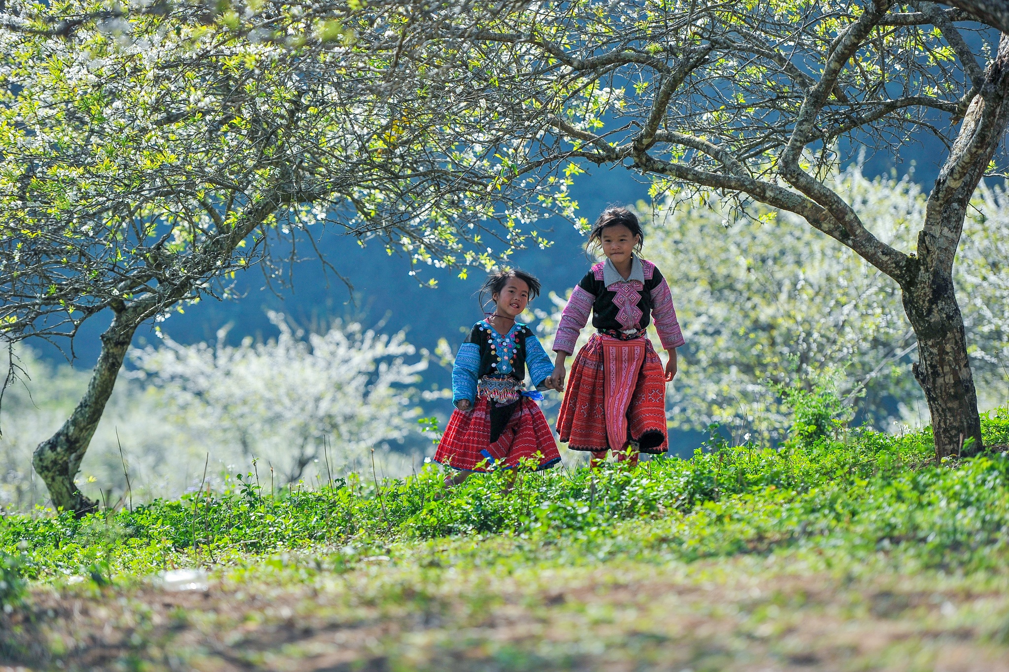 Vung nui phia Bac dep ngat ngay duoi sac hoa man, dao bung no hinh anh