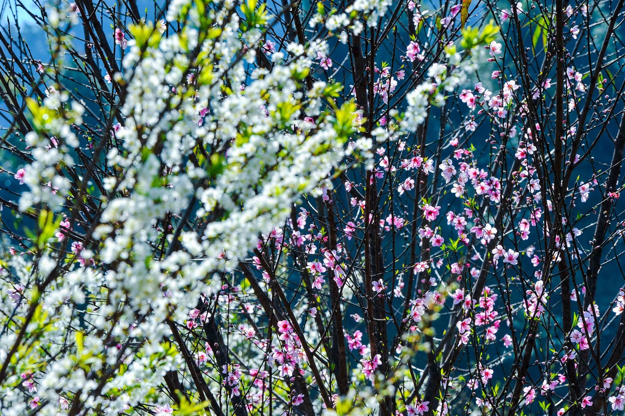 hoa xuan moi mien To quoc anh 37