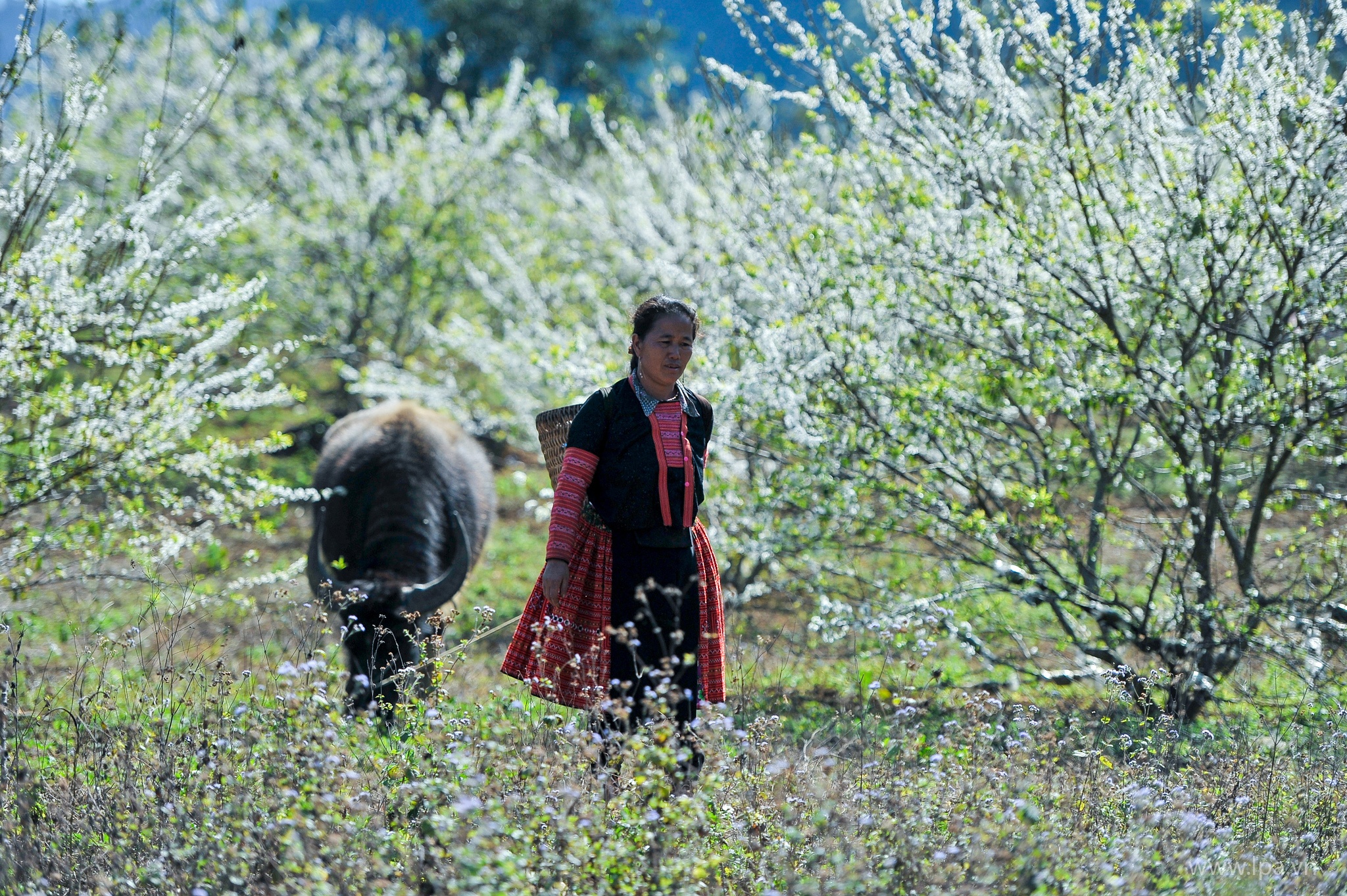 hoa xuan moi mien To quoc anh 38