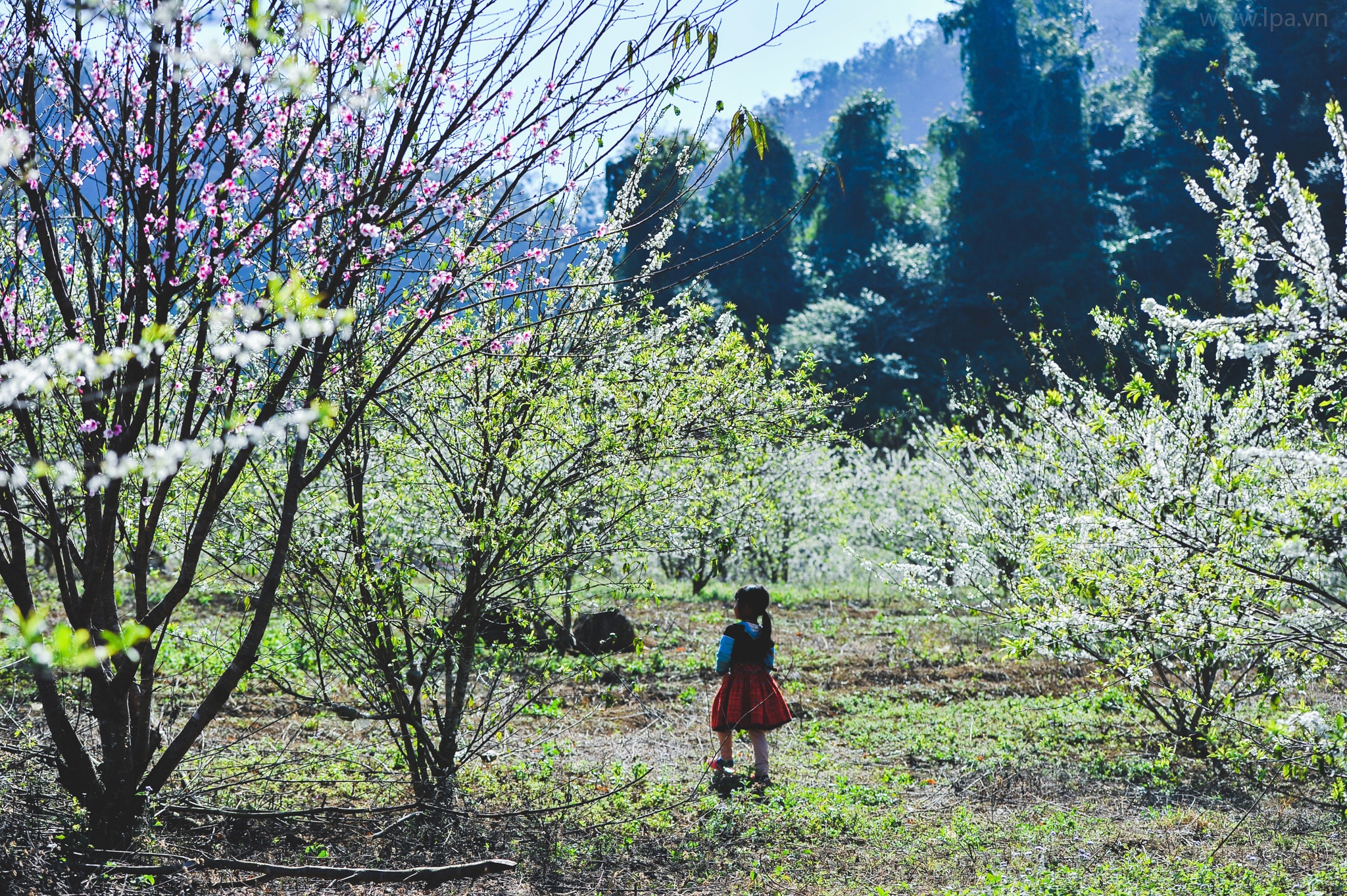 hoa xuan moi mien To quoc anh 39