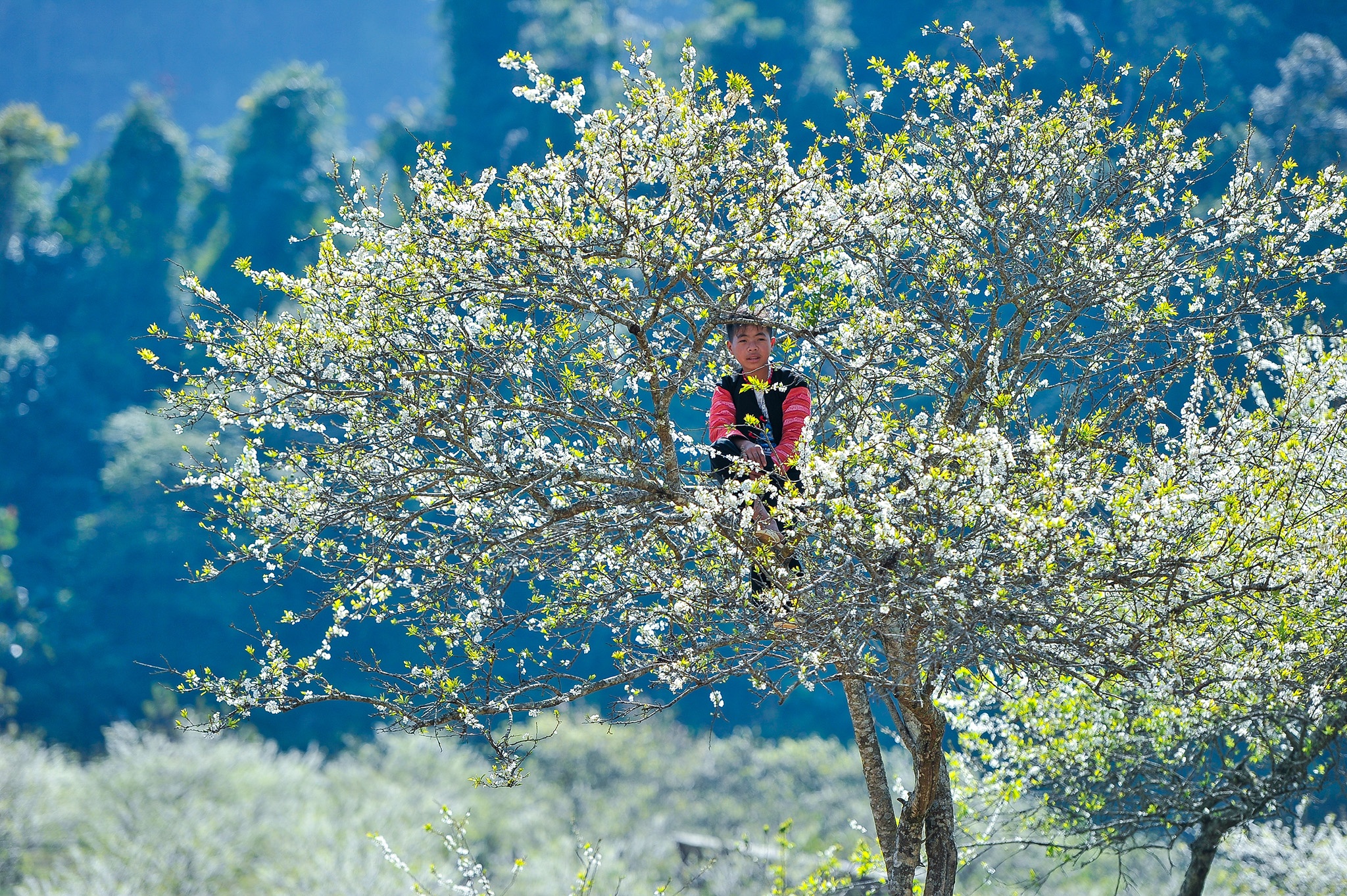 hoa xuan moi mien To quoc anh 40