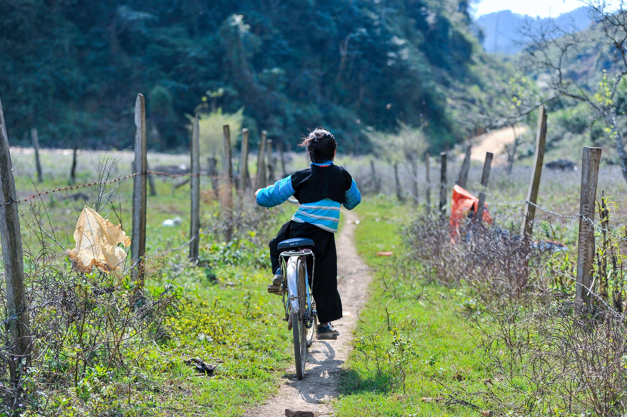 hoa xuan moi mien To quoc anh 41