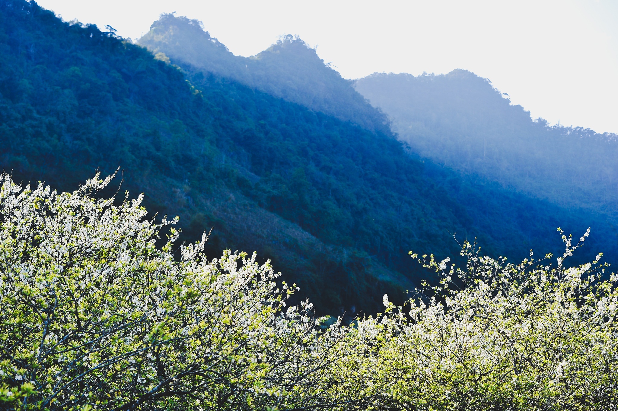 hoa xuan moi mien To quoc anh 43