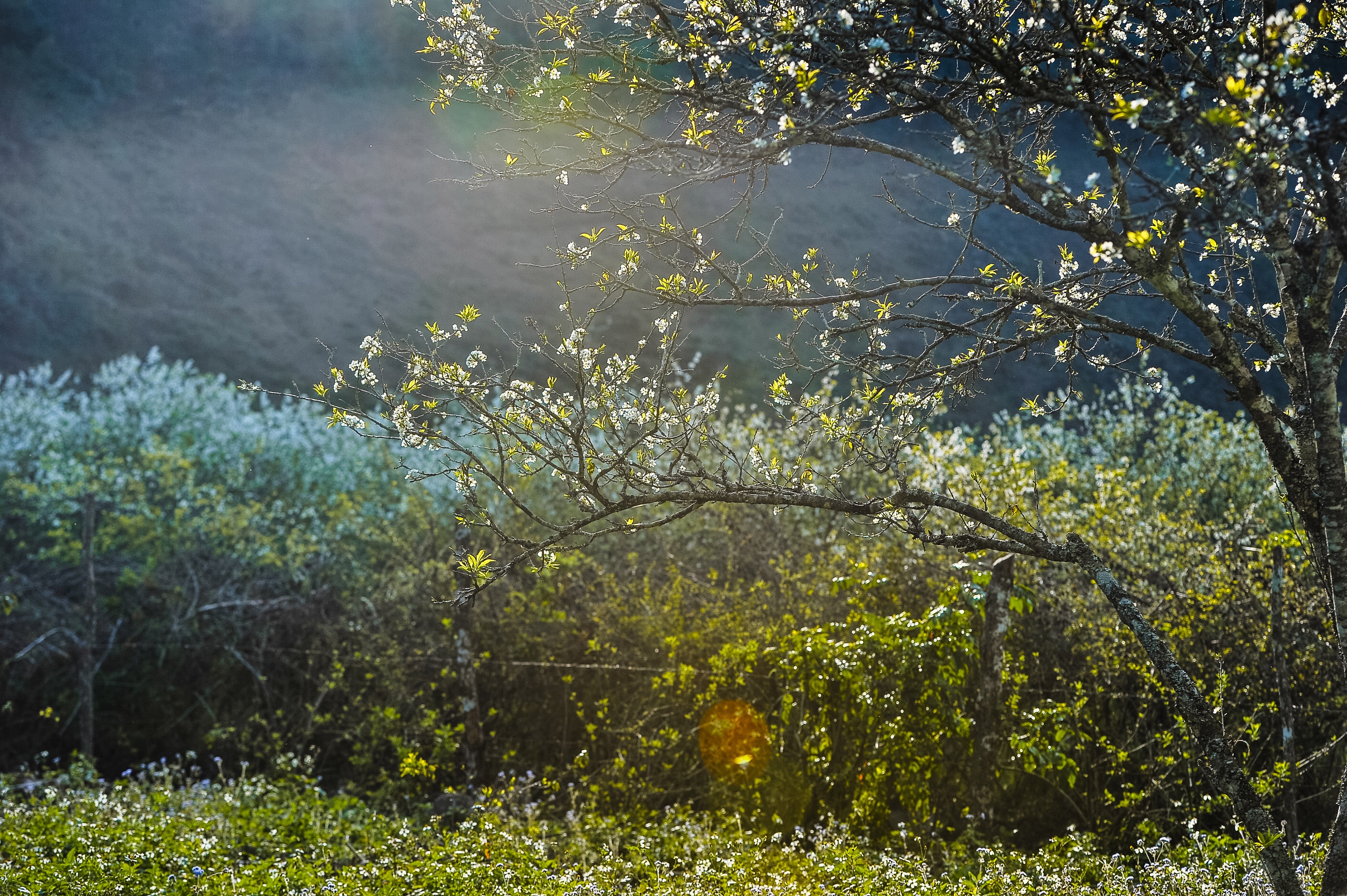 hoa xuan moi mien To quoc anh 44