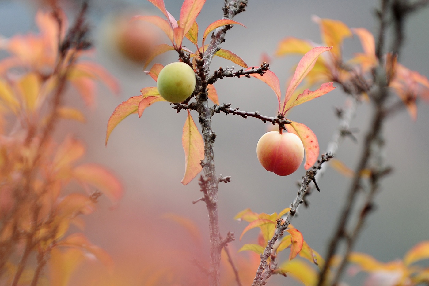 hoa xuan moi mien To quoc anh 15