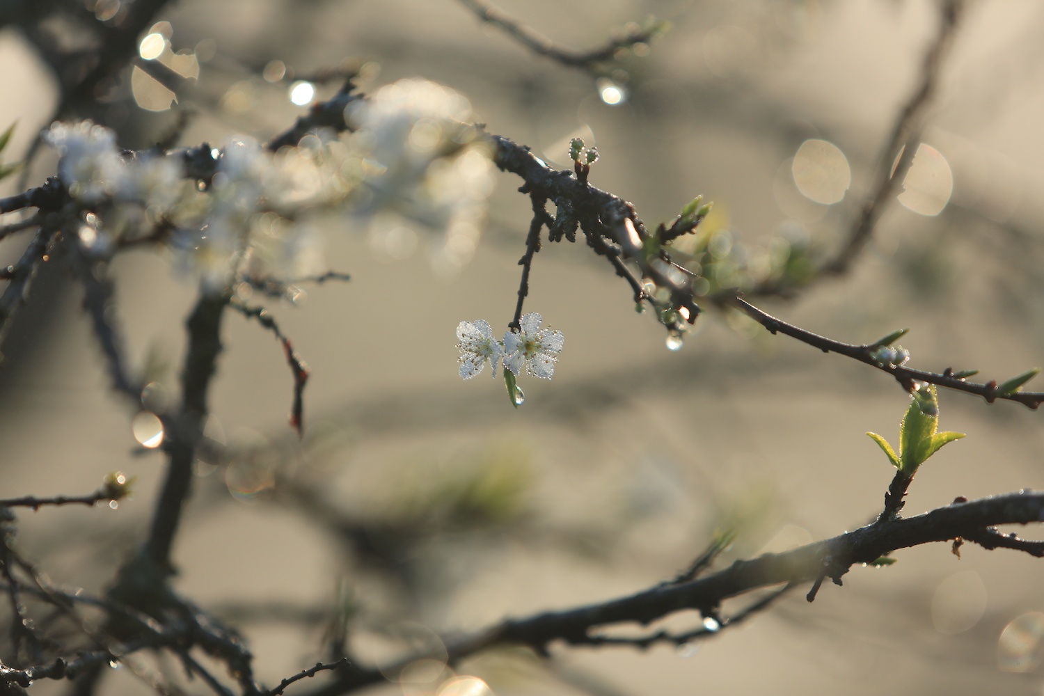 hoa xuan moi mien To quoc anh 23