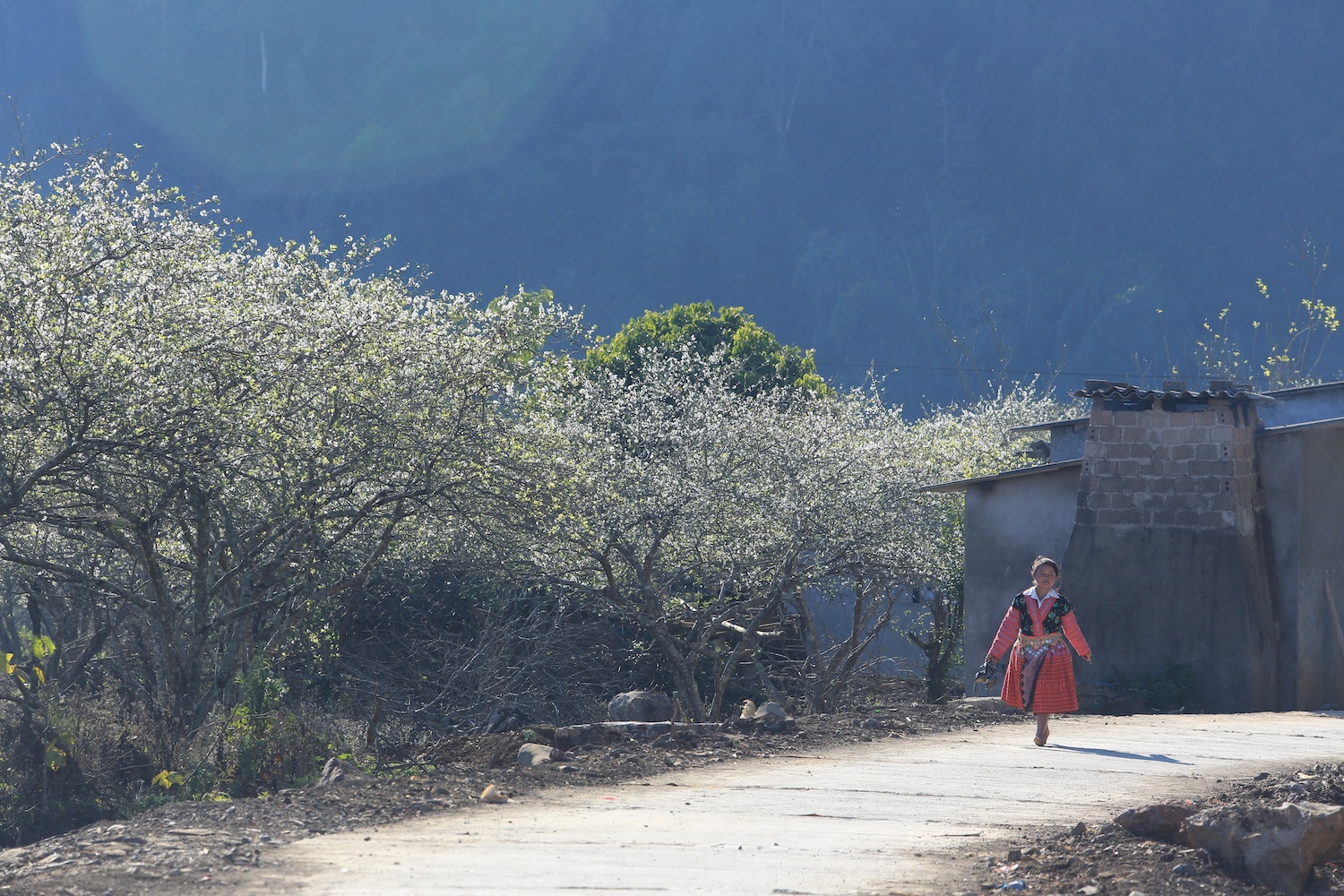 hoa xuan moi mien To quoc anh 24