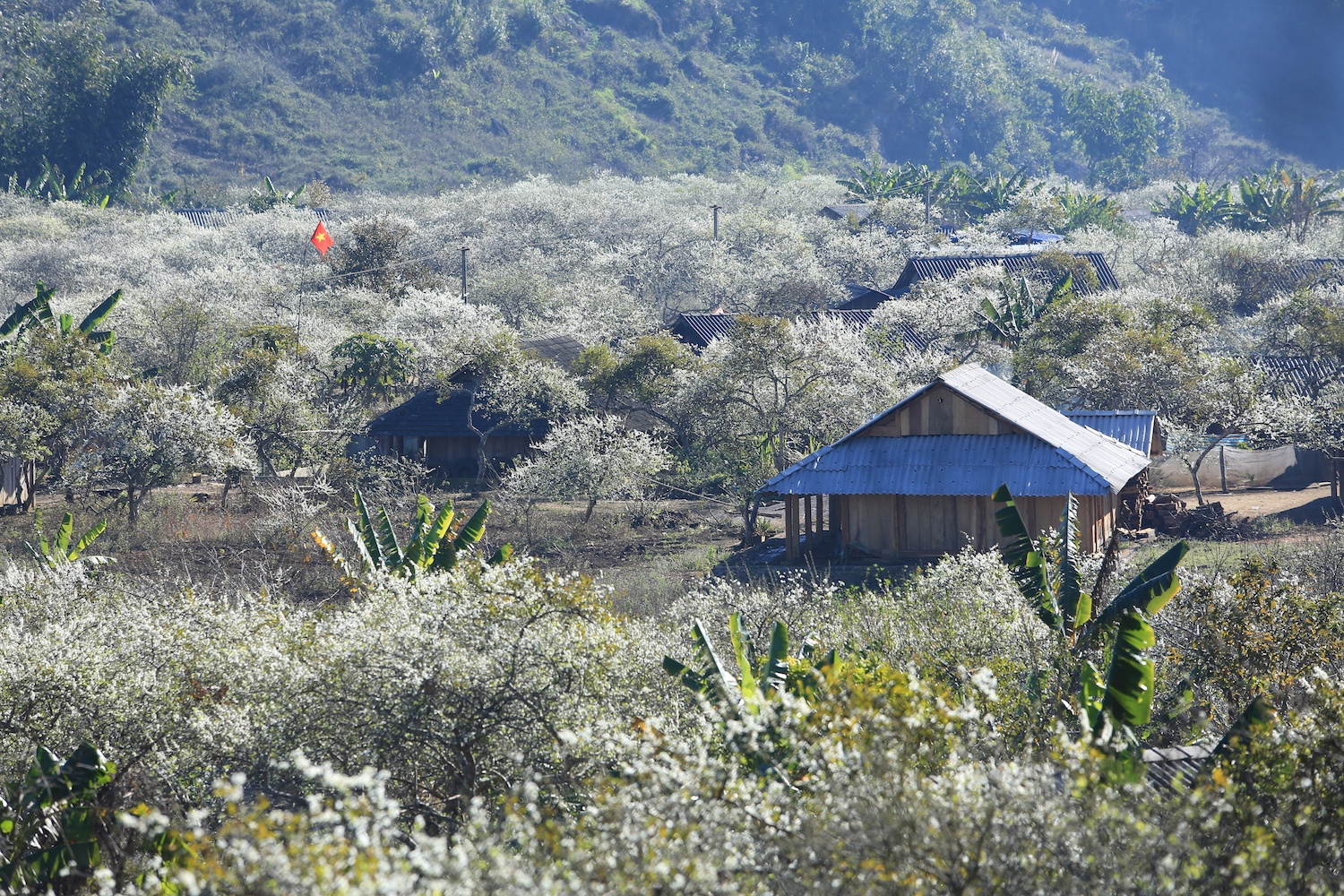 hoa xuan moi mien To quoc anh 25