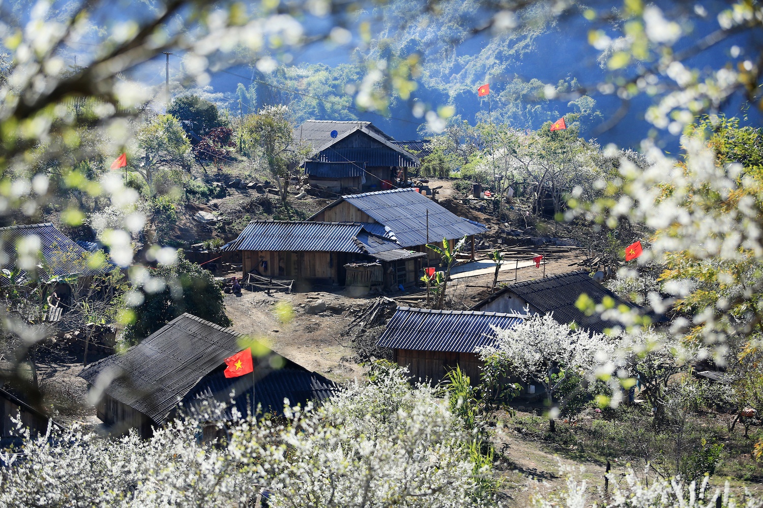 hoa xuan moi mien To quoc anh 27