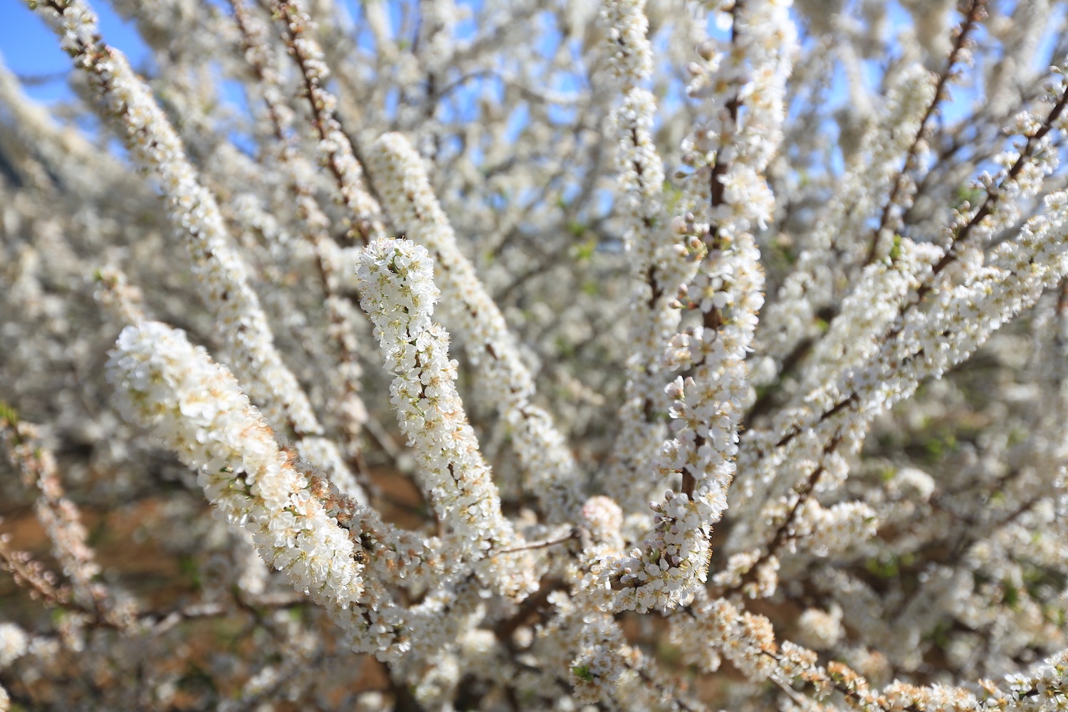 hoa xuan moi mien To quoc anh 28