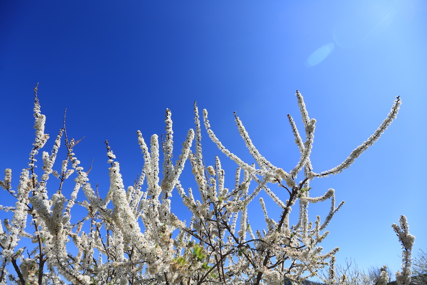 hoa xuan moi mien To quoc anh 29