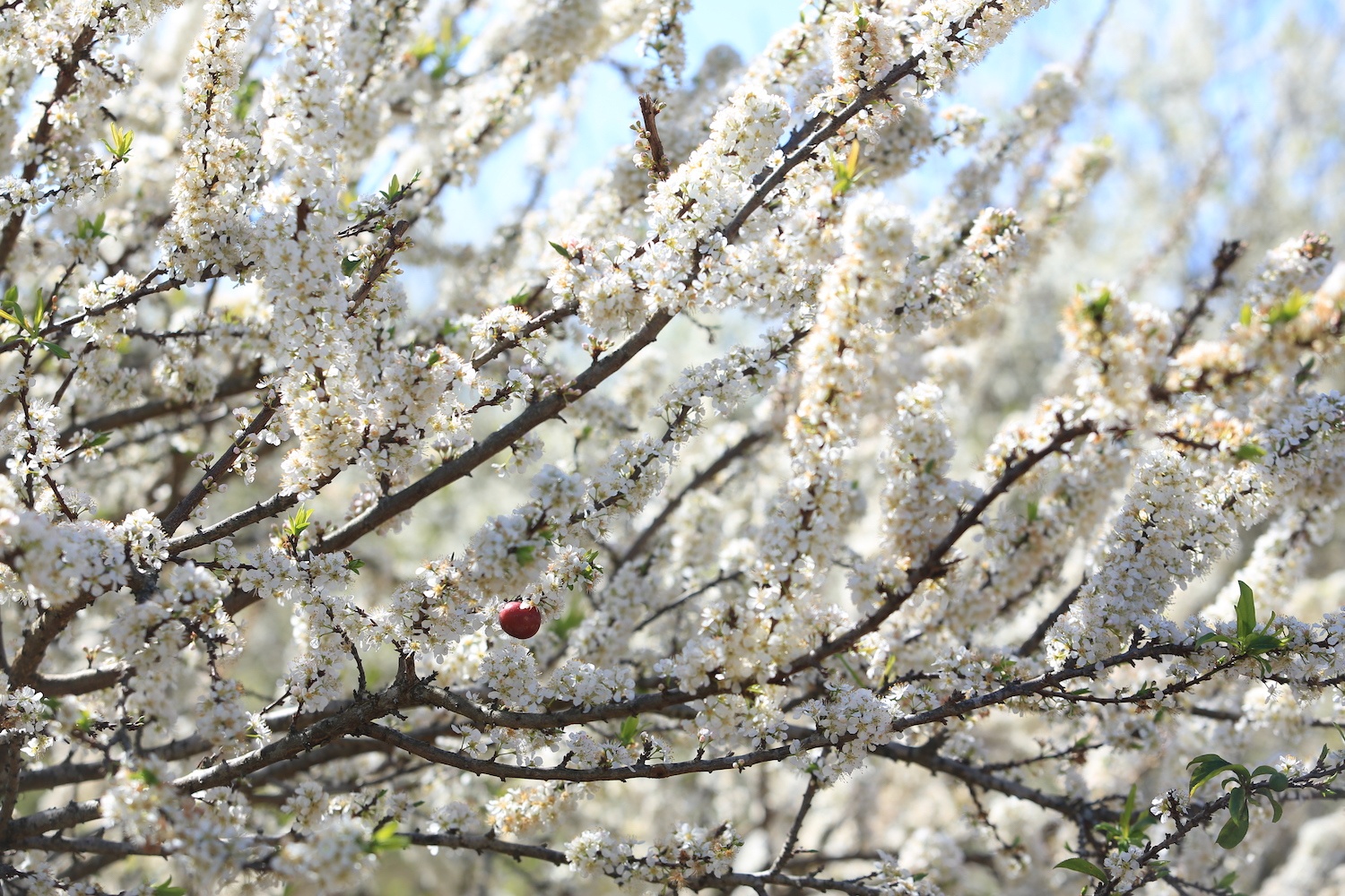 hoa xuan moi mien To quoc anh 30