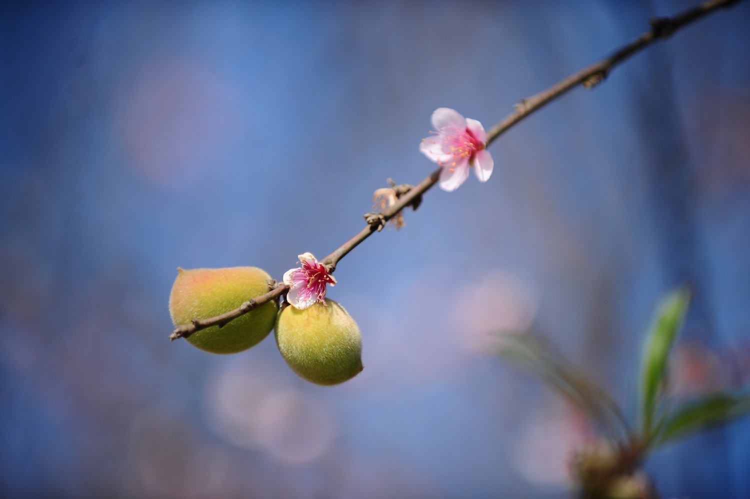 hoa xuan moi mien To quoc anh 16