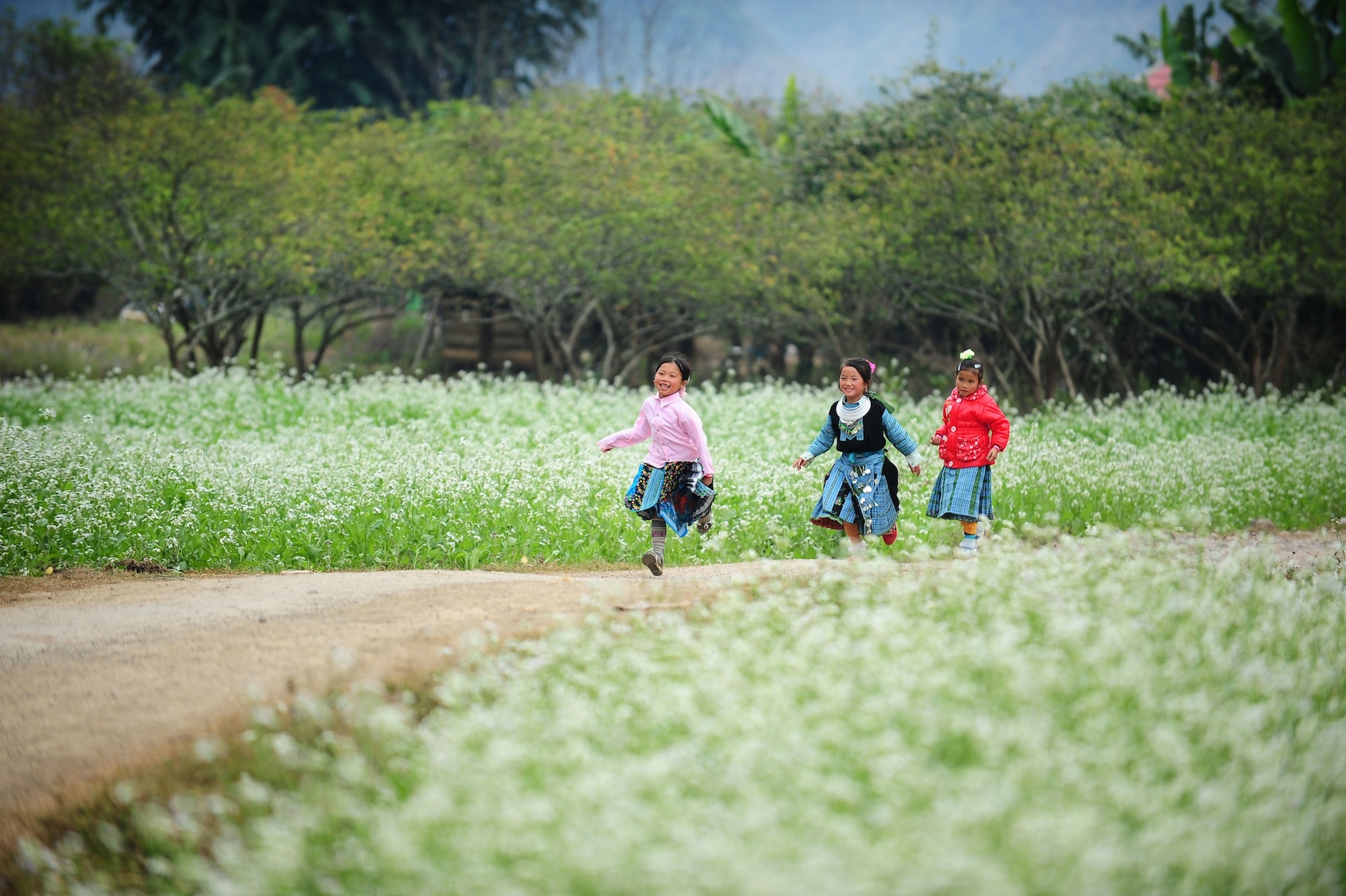 hoa xuan moi mien To quoc anh 17