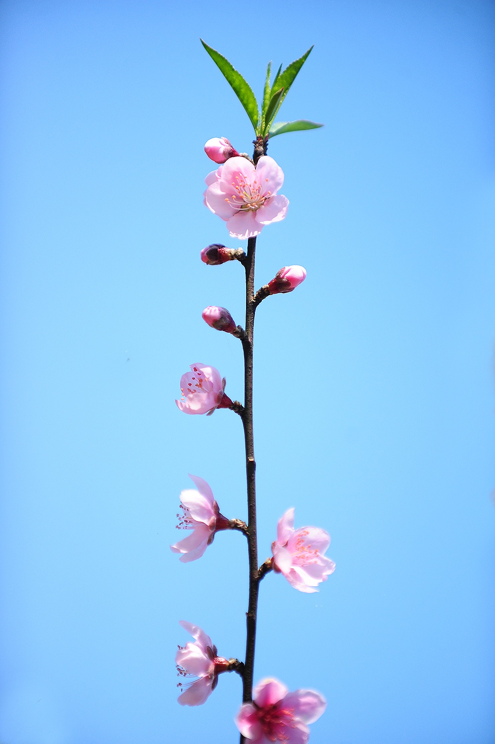 hoa xuan moi mien To quoc anh 18