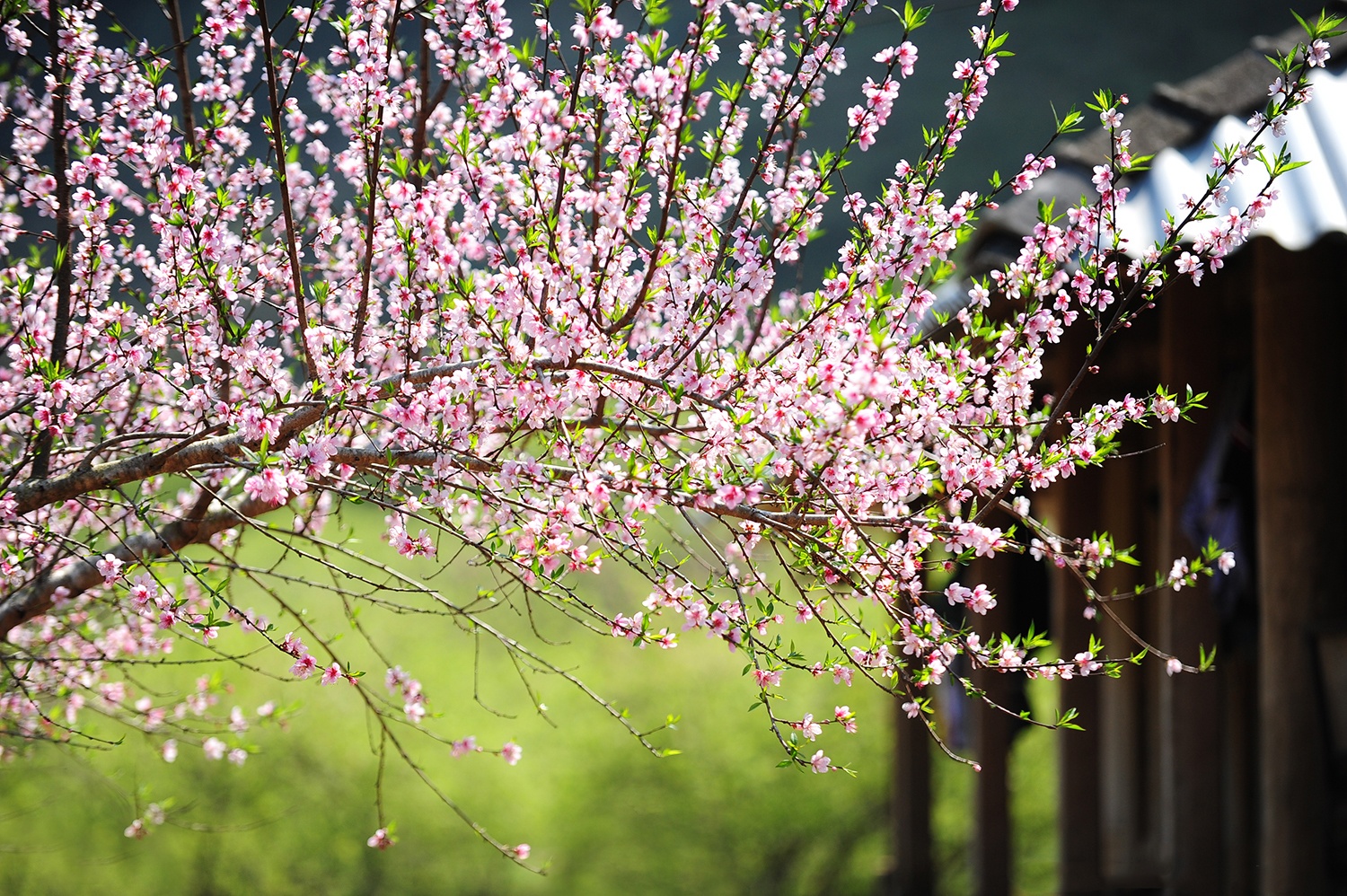 hoa xuan moi mien To quoc anh 19