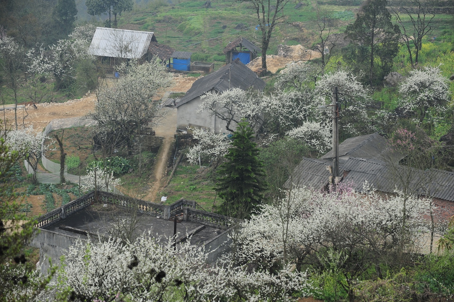 hoa xuan moi mien To quoc anh 20