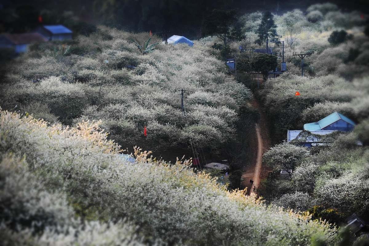 hoa xuan moi mien To quoc anh 21