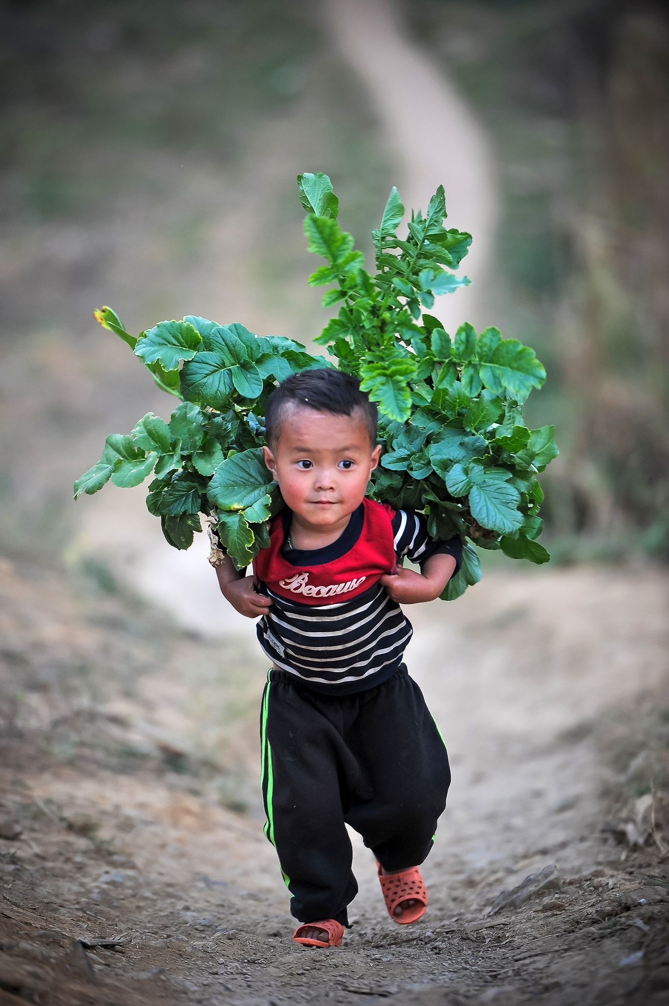 hoa xuan moi mien To quoc anh 95