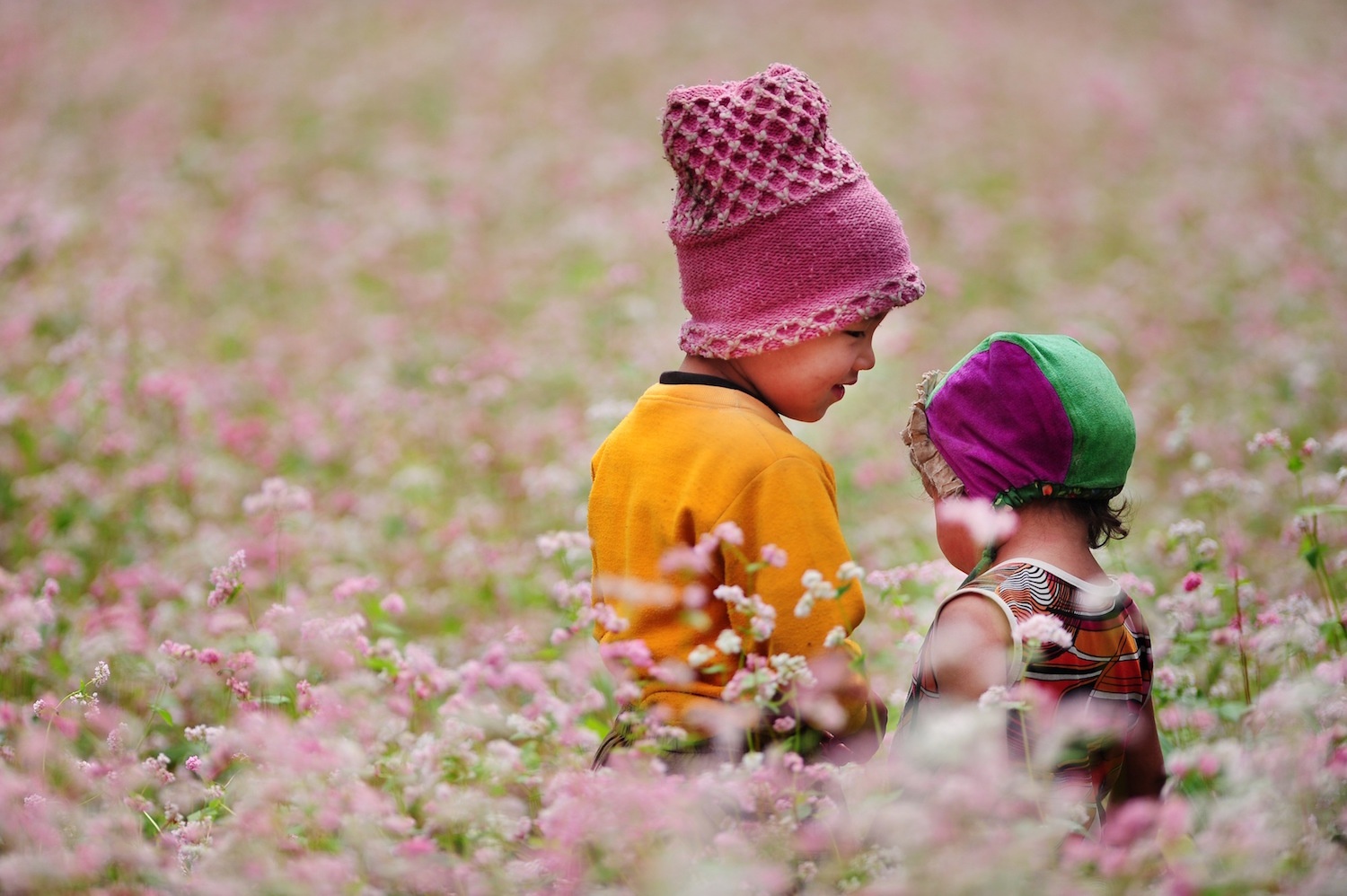 hoa xuan moi mien To quoc anh 84