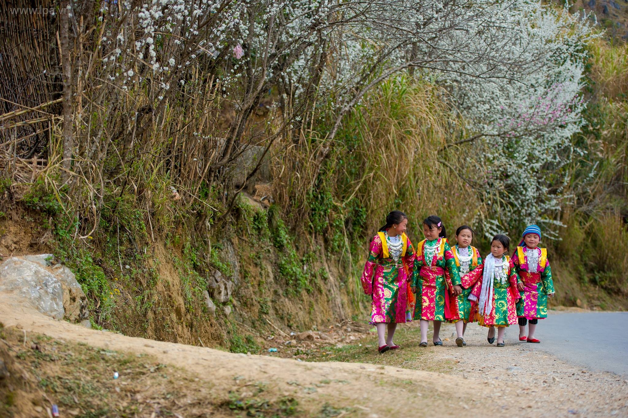 hoa xuan moi mien To quoc anh 86