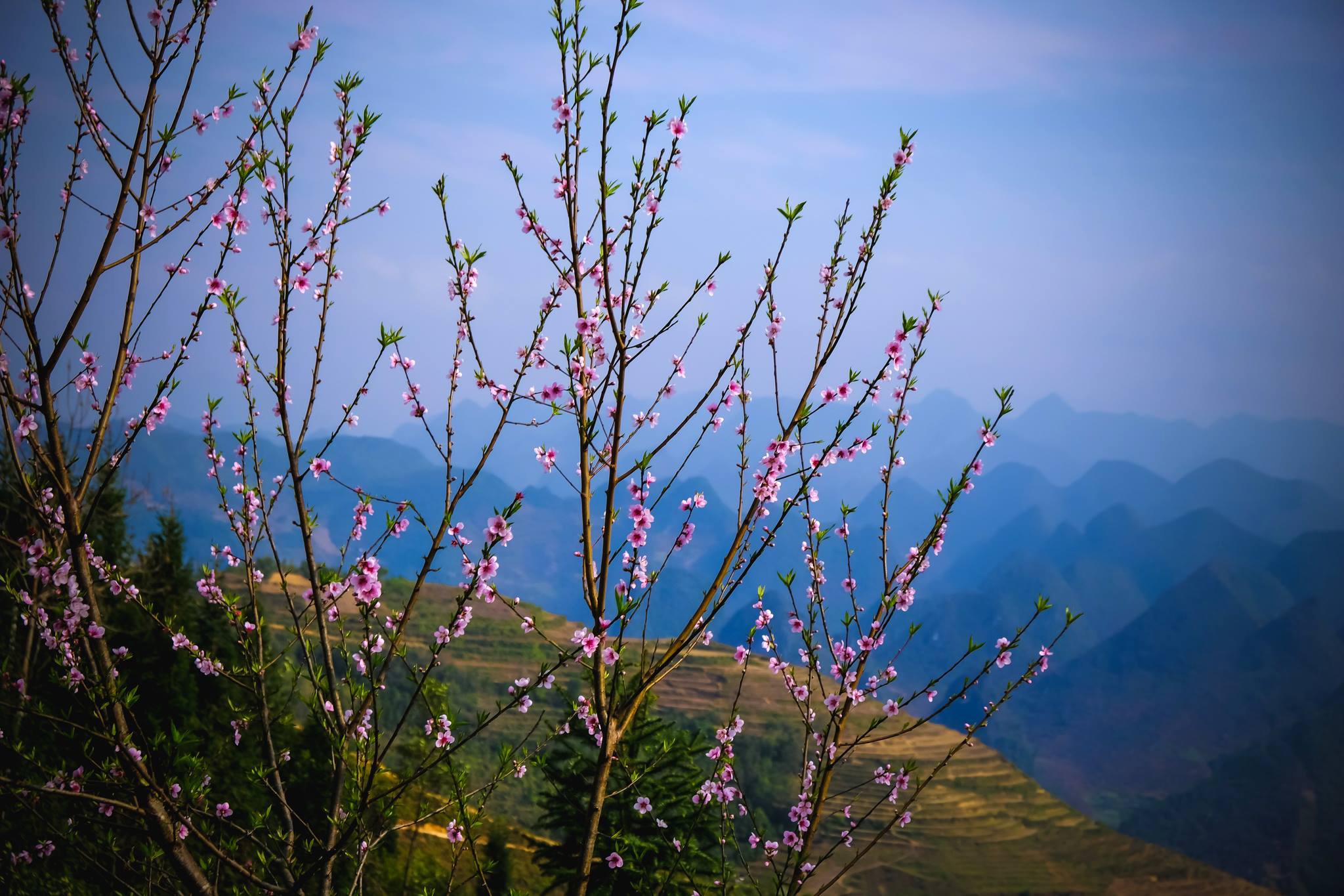 hoa xuan moi mien To quoc anh 52