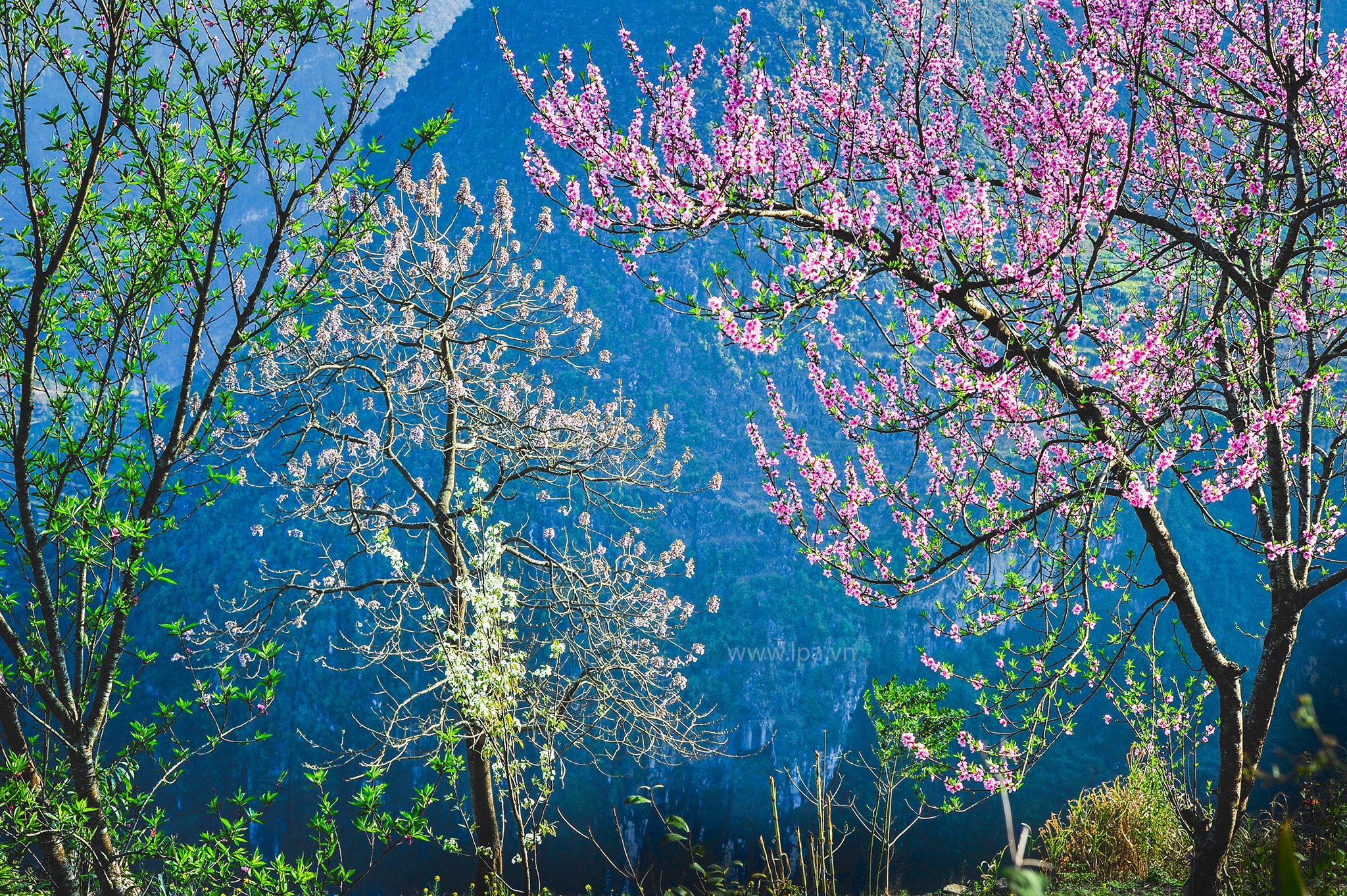 hoa xuan moi mien To quoc anh 59