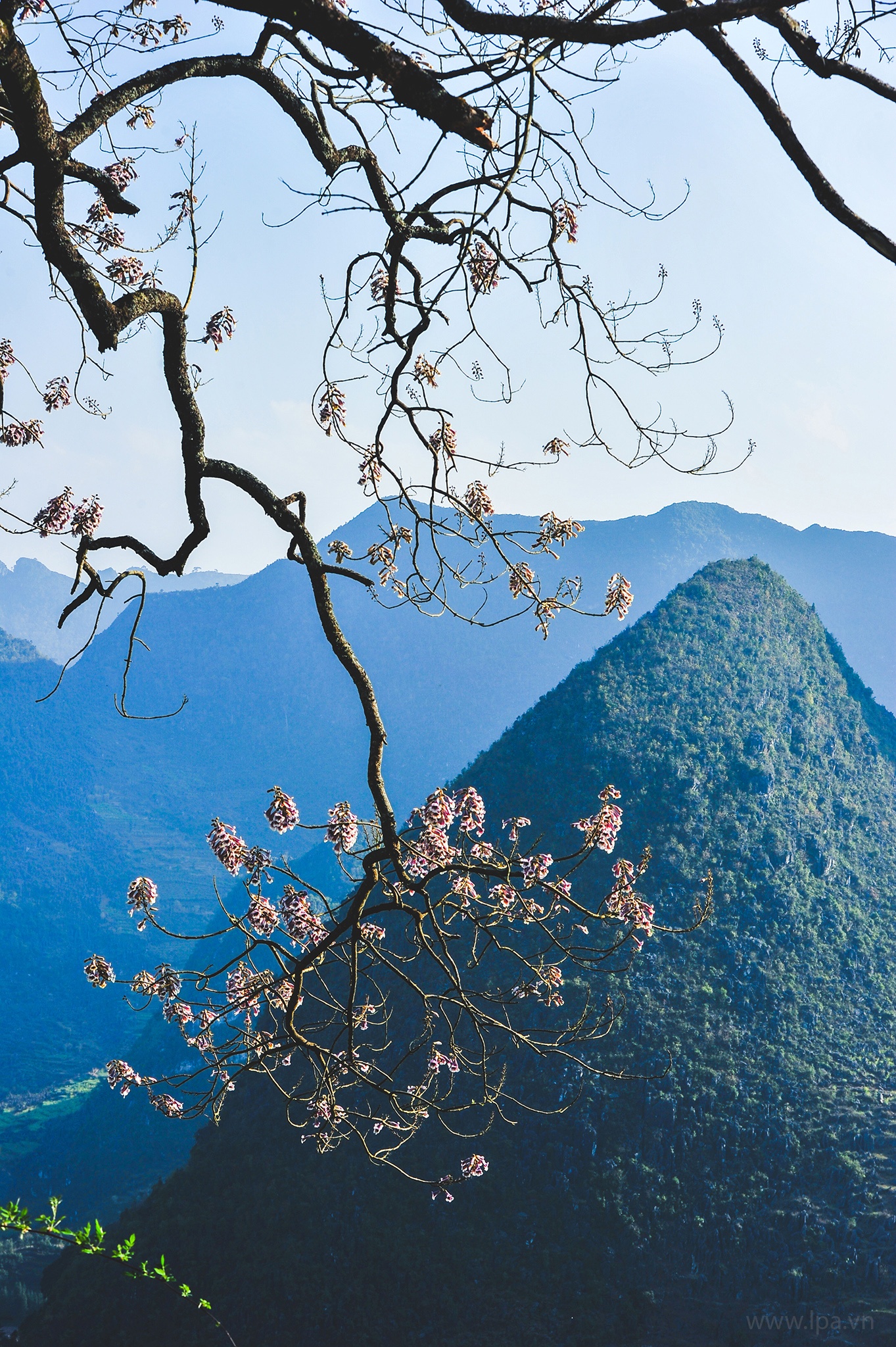 hoa xuan moi mien To quoc anh 60