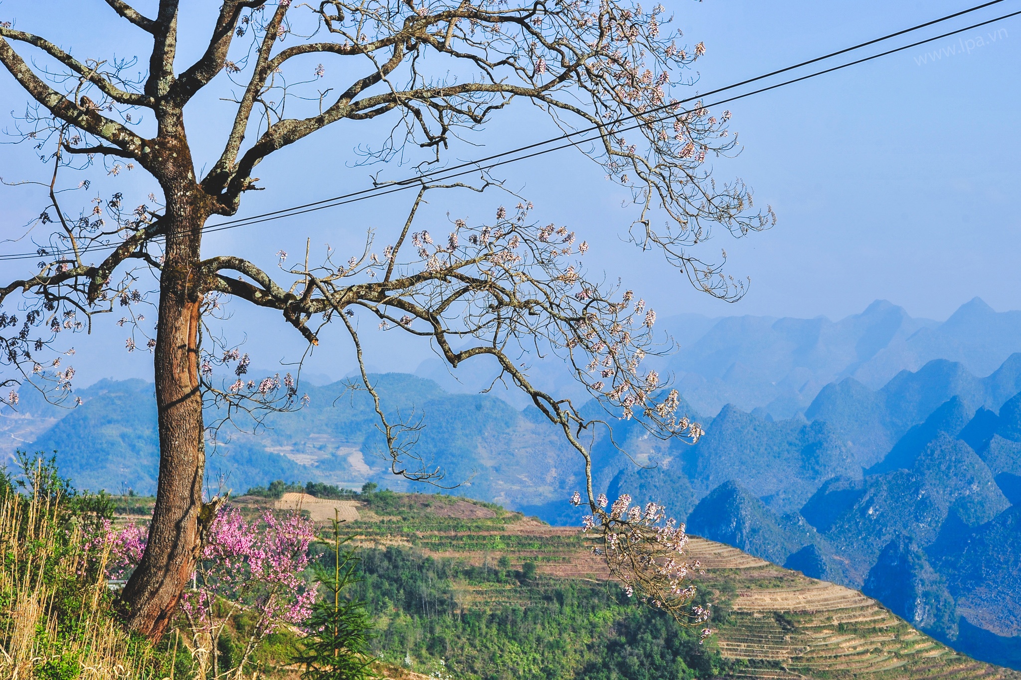 hoa xuan moi mien To quoc anh 61