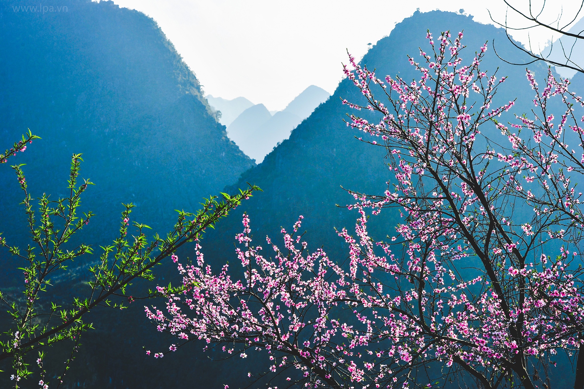 hoa xuan moi mien To quoc anh 62