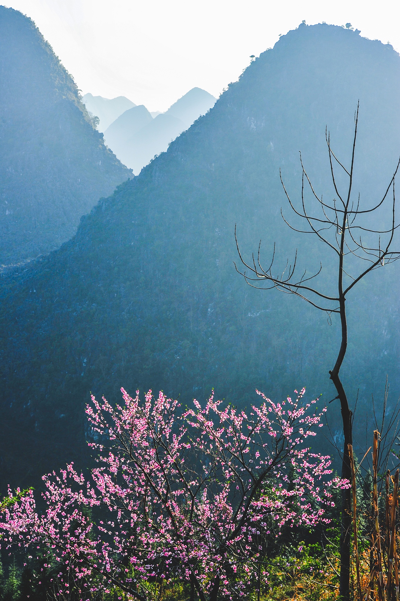 hoa xuan moi mien To quoc anh 63