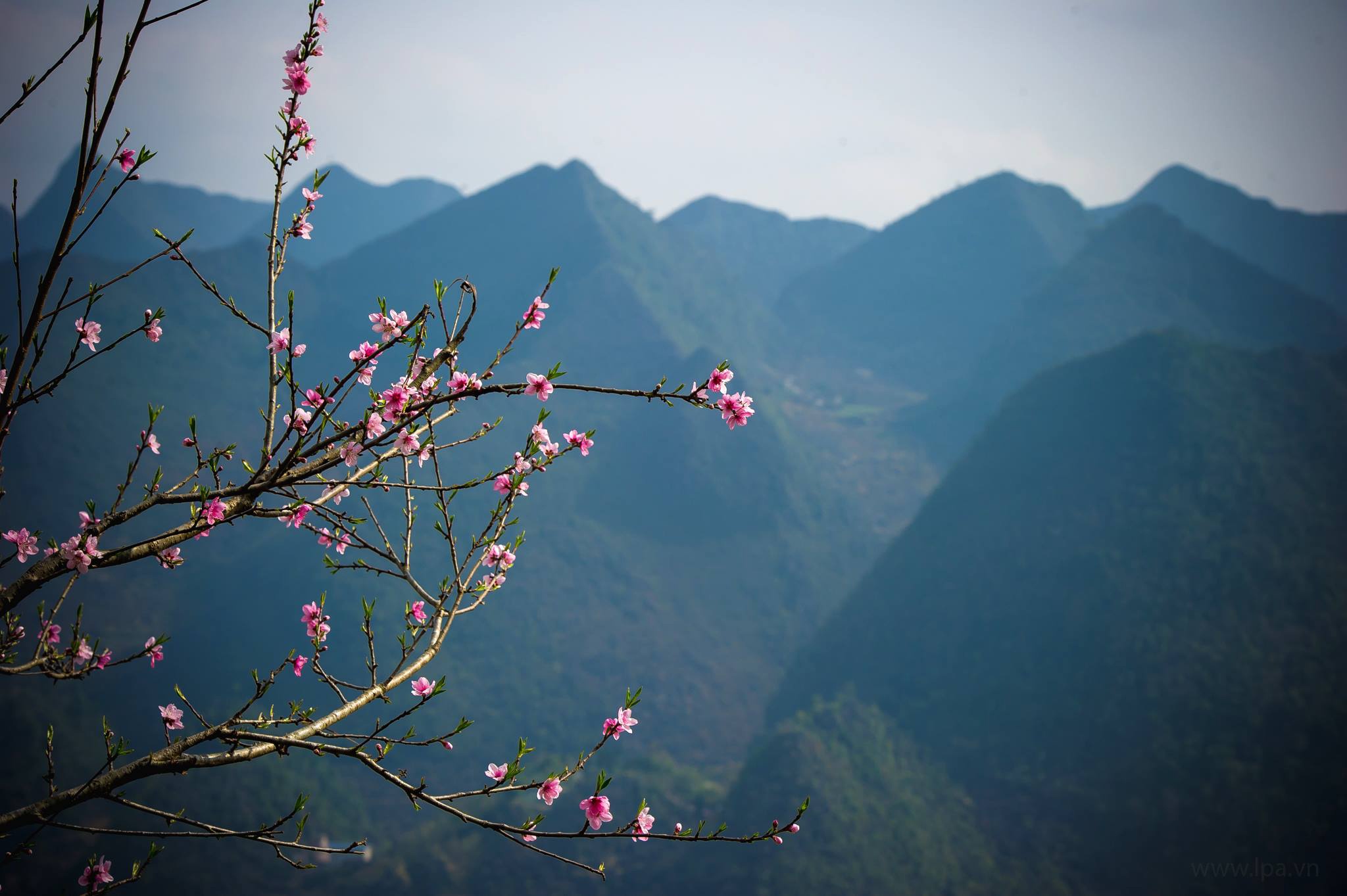 hoa xuan moi mien To quoc anh 53