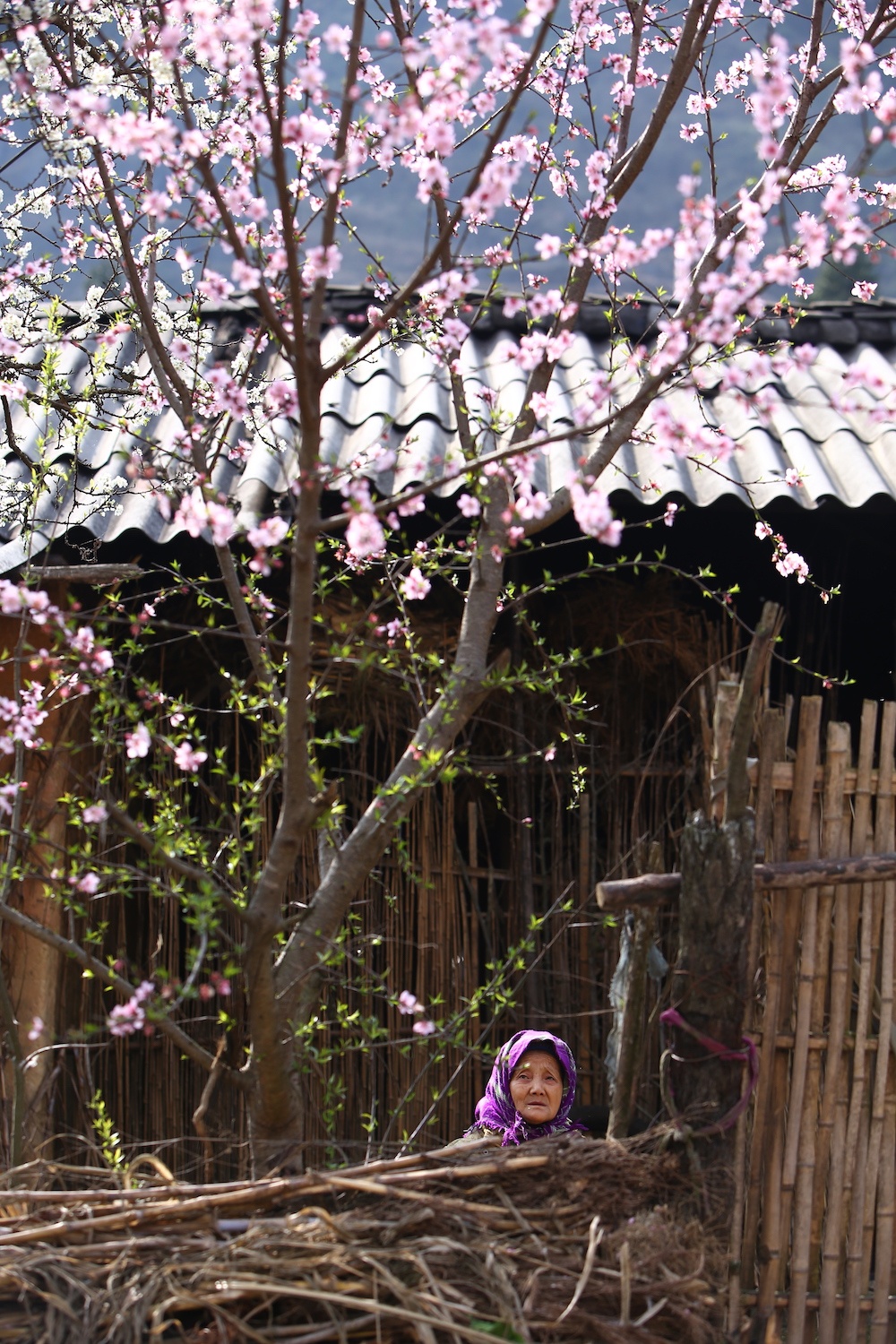 hoa xuan moi mien To quoc anh 54