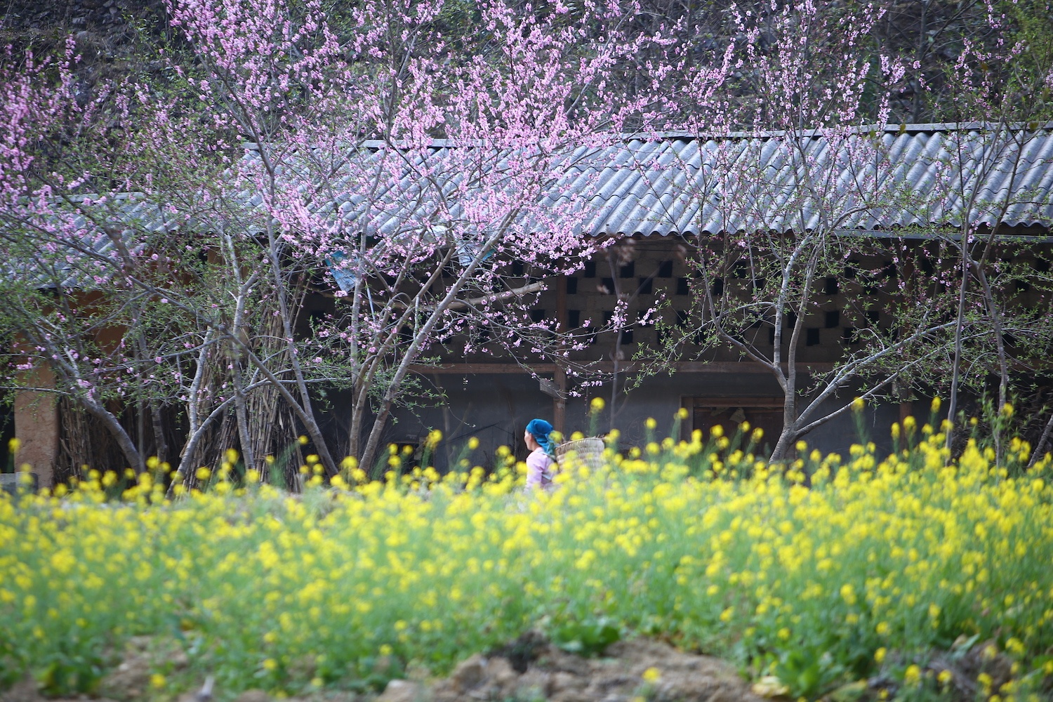 hoa xuan moi mien To quoc anh 81