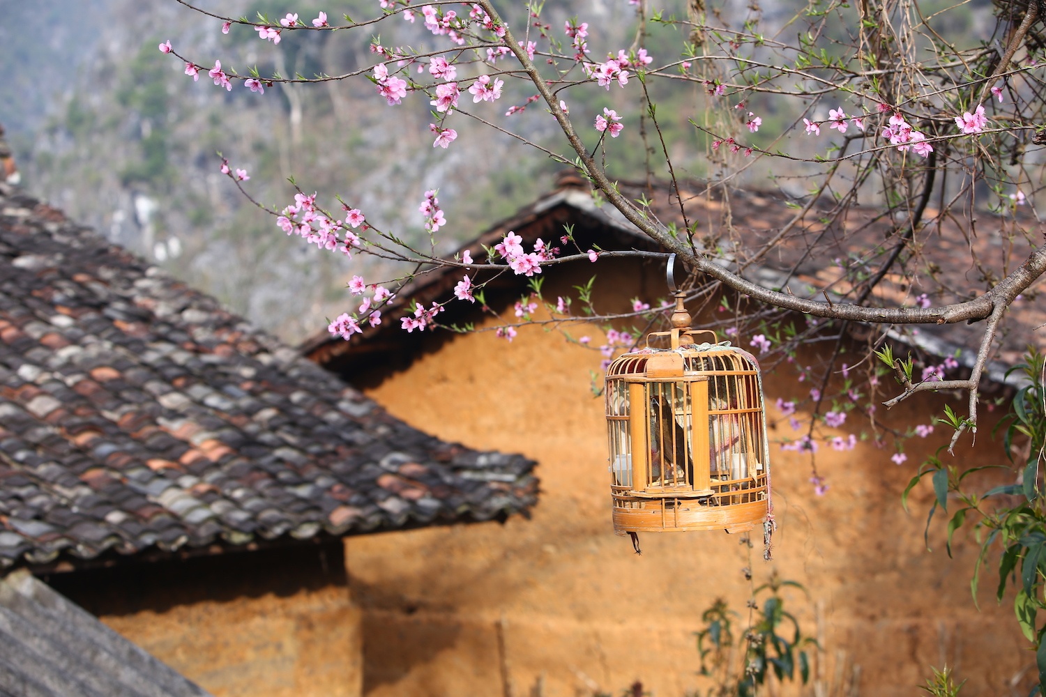 hoa xuan moi mien To quoc anh 55