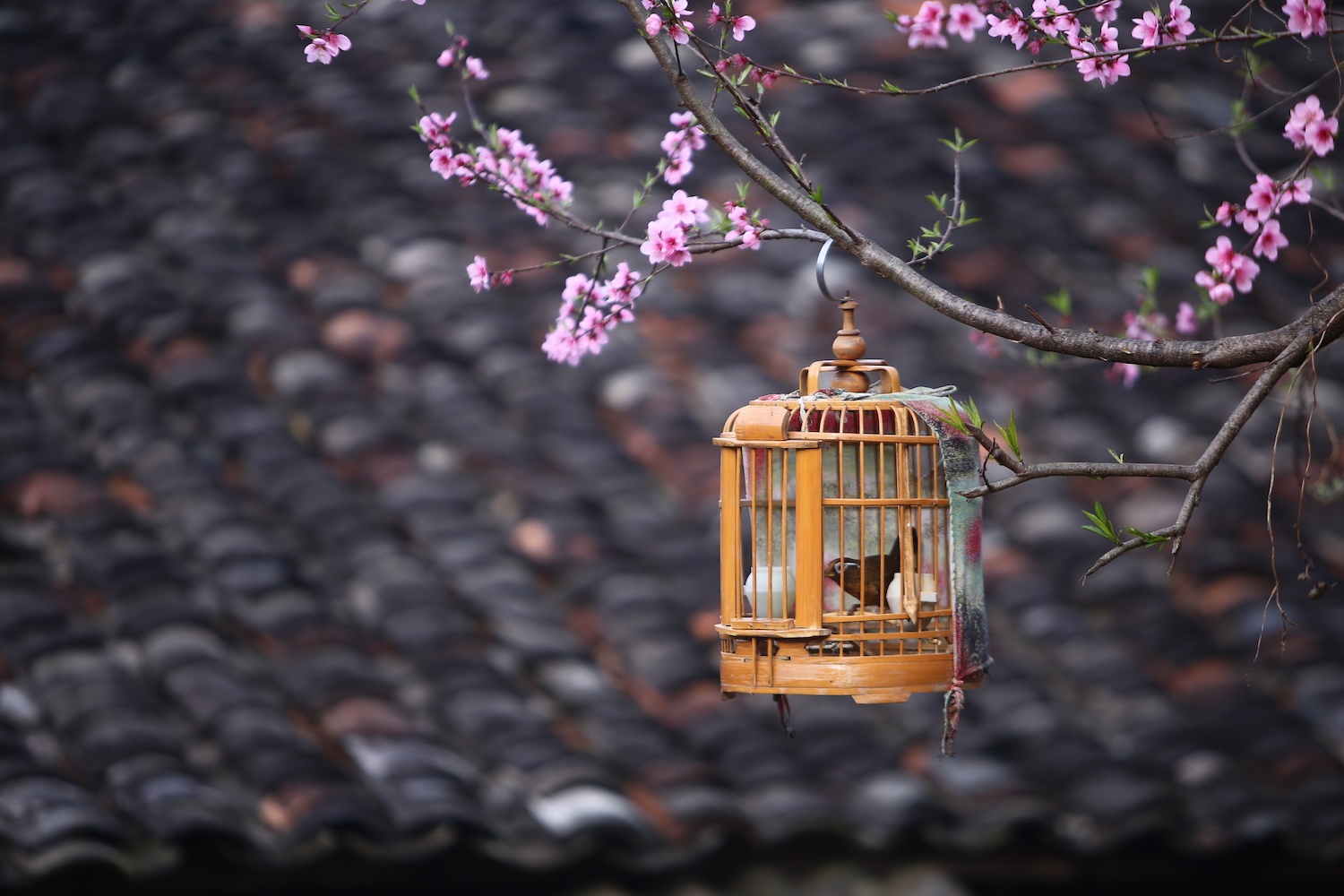 hoa xuan moi mien To quoc anh 56