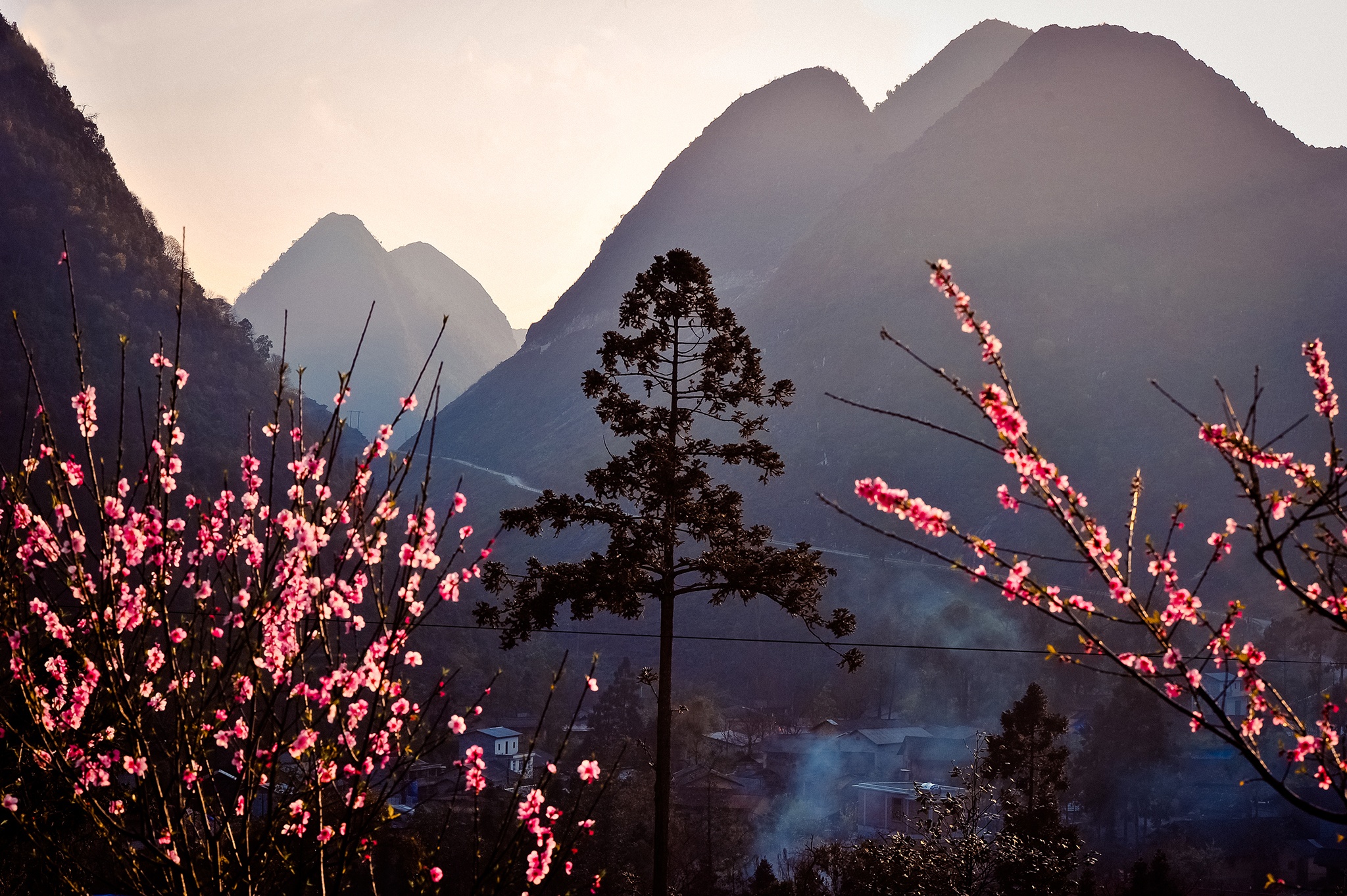 hoa xuan moi mien To quoc anh 57