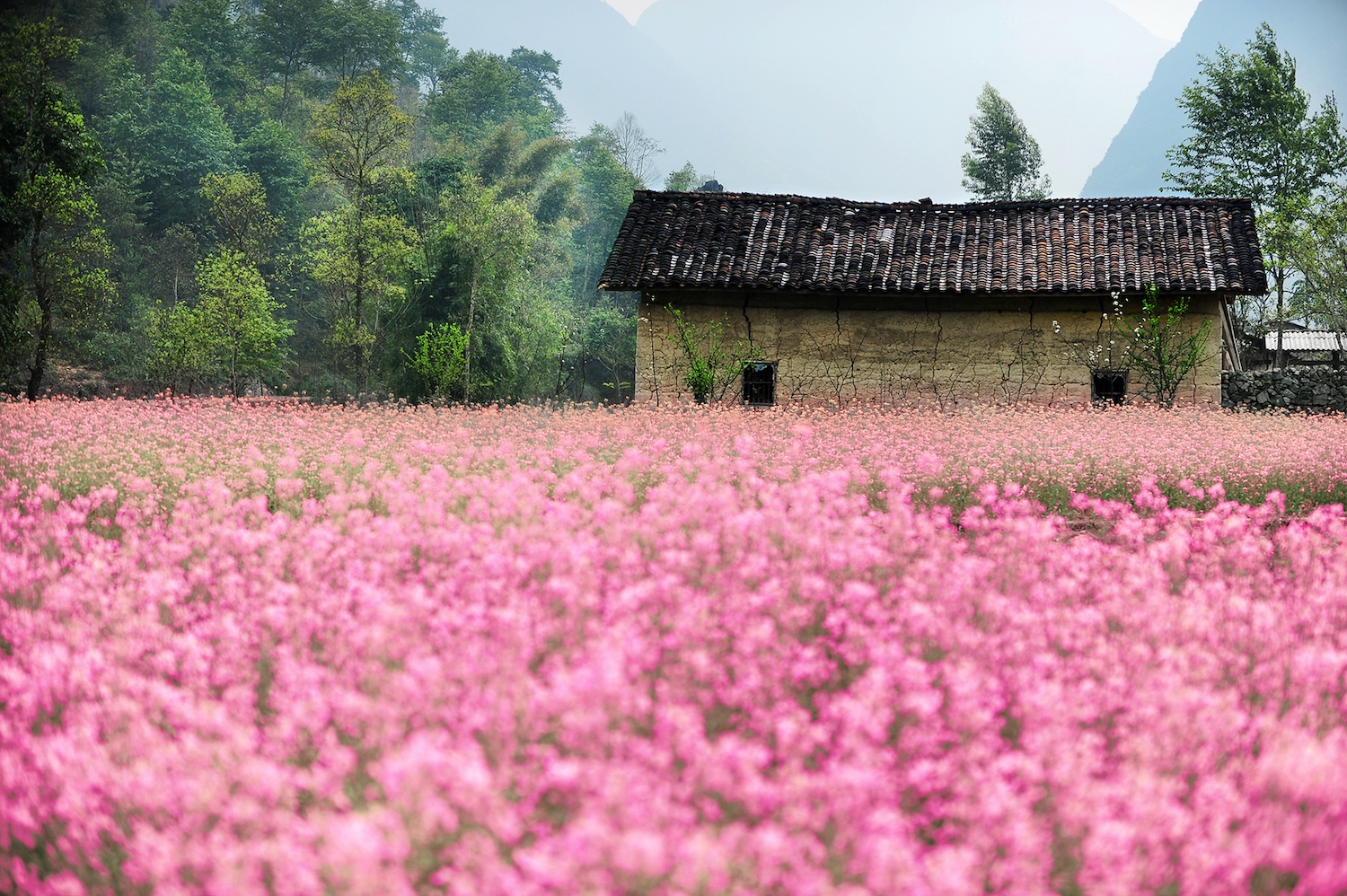 hoa xuan moi mien To quoc anh 80